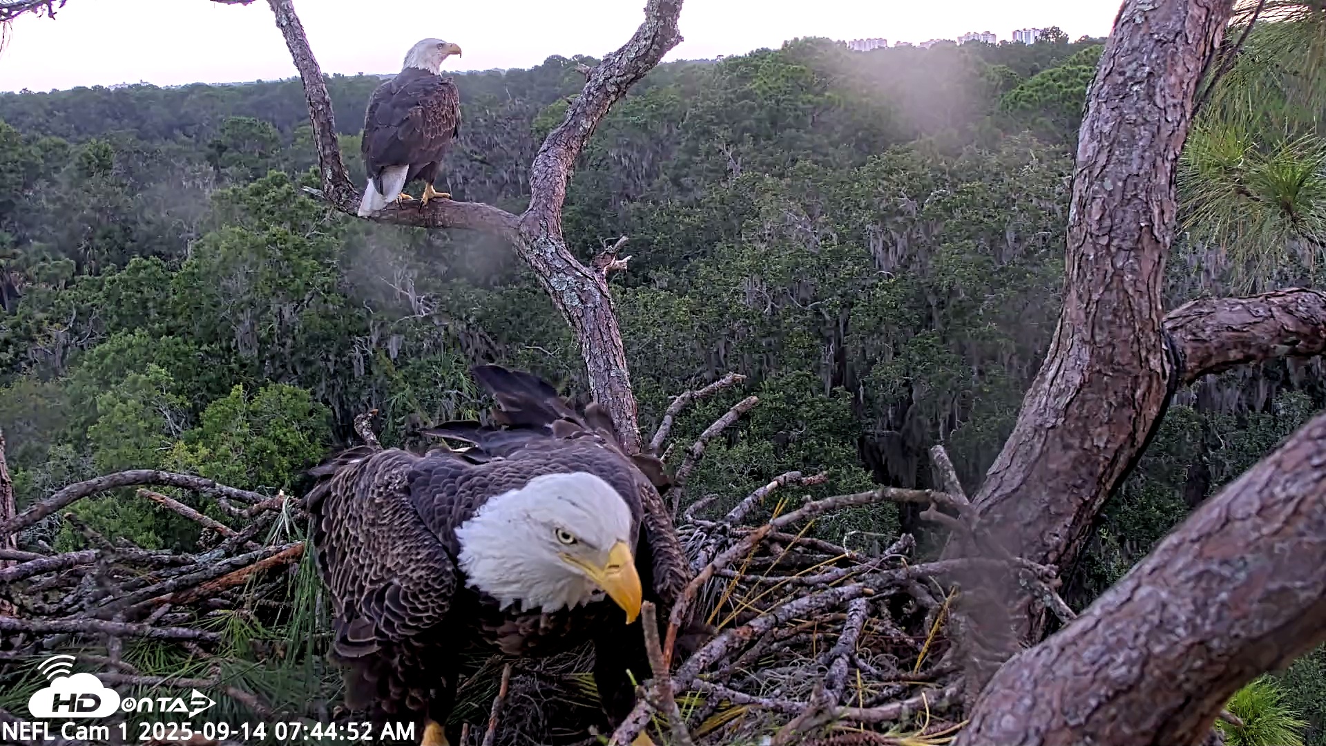 Snapshot of NE Florida Eagles Live Webcam taken Sep 14, 2025, 7:46am EDT