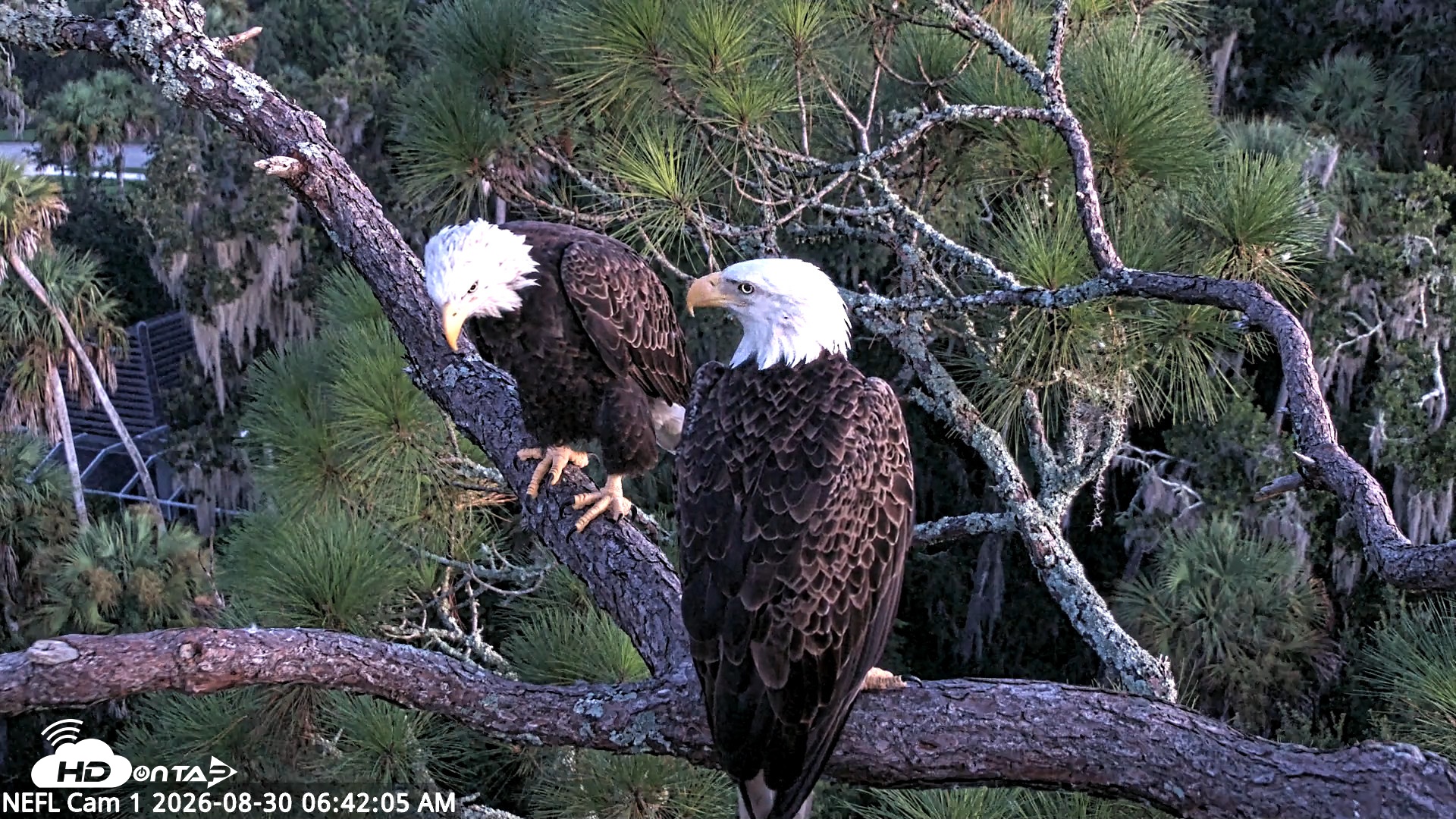 Snapshot of NE Florida Eagles Live Webcam taken Aug 30, 2026, 6:43am EDT