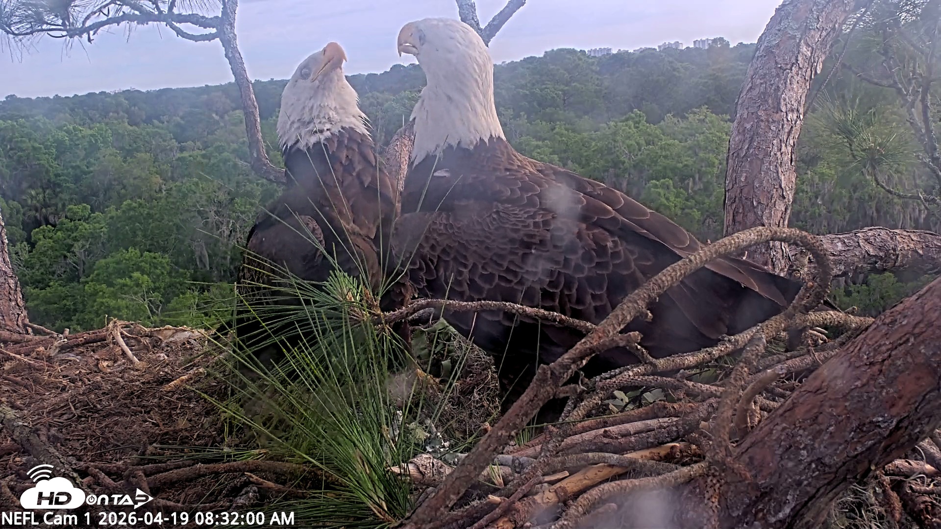 Snapshot of NE Florida Eagles Live Webcam taken Apr 19, 2026, 8:32am EDT