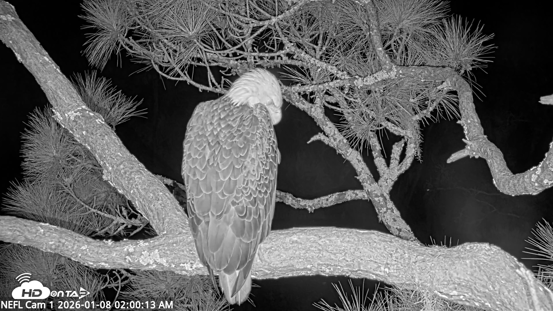 Snapshot of NE Florida Eagles Live Webcam taken Jan 8, 2026, 2:01am EST