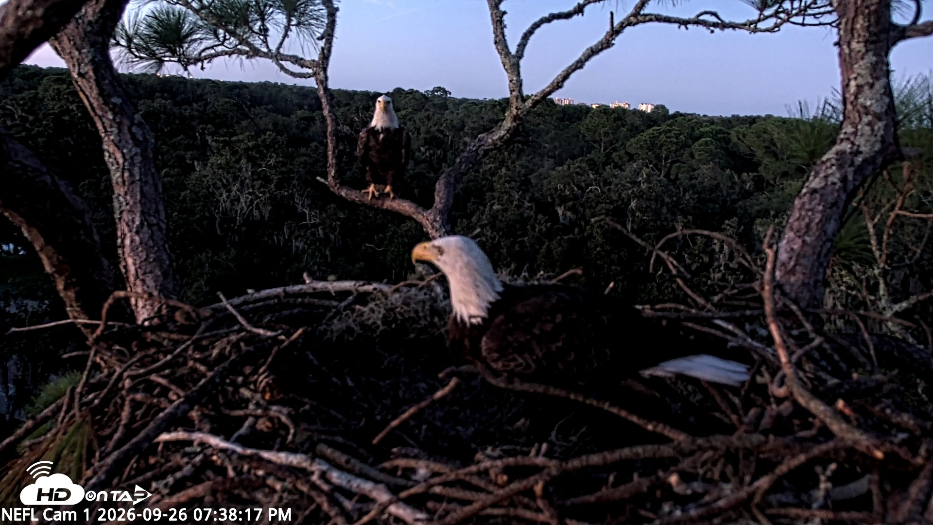 Snapshot of NE Florida Eagles Live Webcam taken Sep 26, 2026, 7:39pm EDT