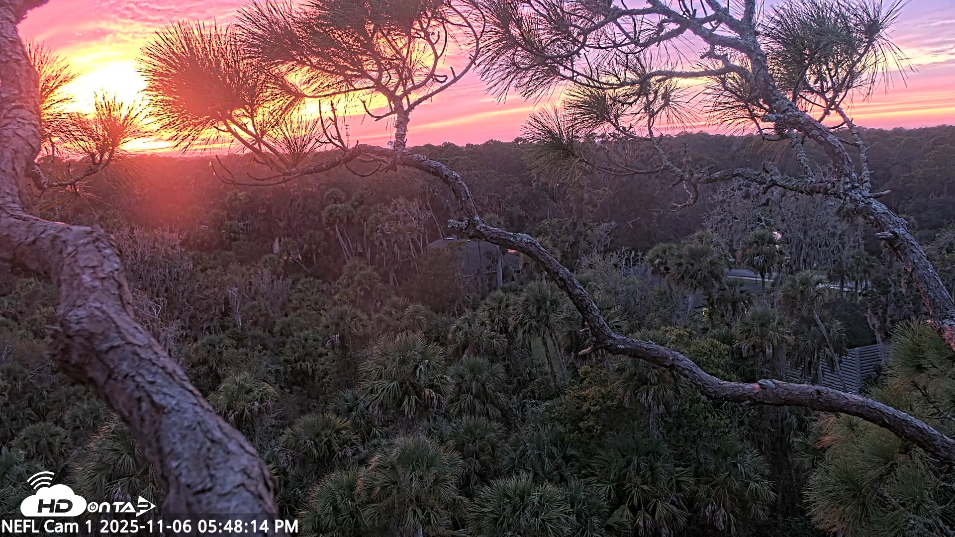 Snapshot of NE Florida Eagles Live Webcam taken Nov 6, 2025, 5:49pm EST