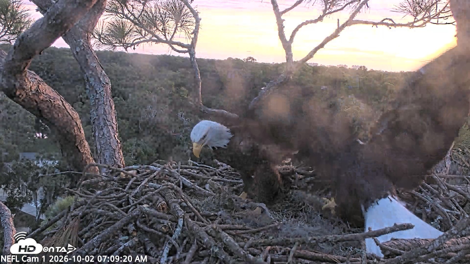 Snapshot of NE Florida Eagles Live Webcam taken Oct 2, 2026, 7:10am EDT