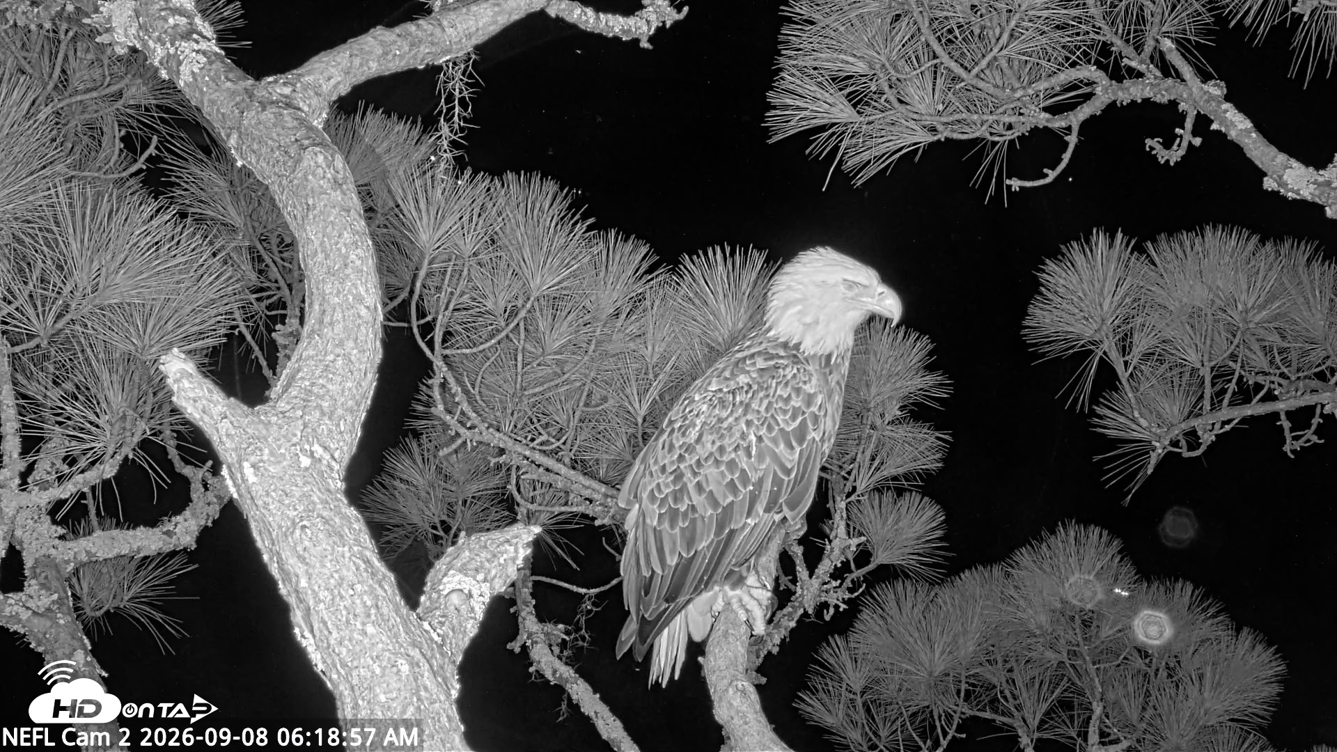 Snapshot of NE Florida Eagles Live Webcam taken Sep 8, 2026, 6:20am EDT