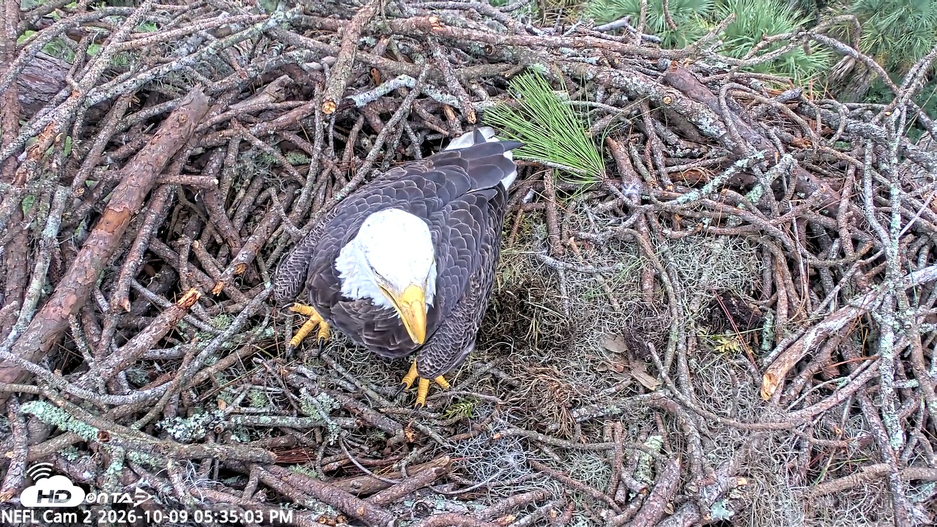 Snapshot of NE Florida Eagles Live Webcam taken Oct 9, 2026, 5:36pm EDT