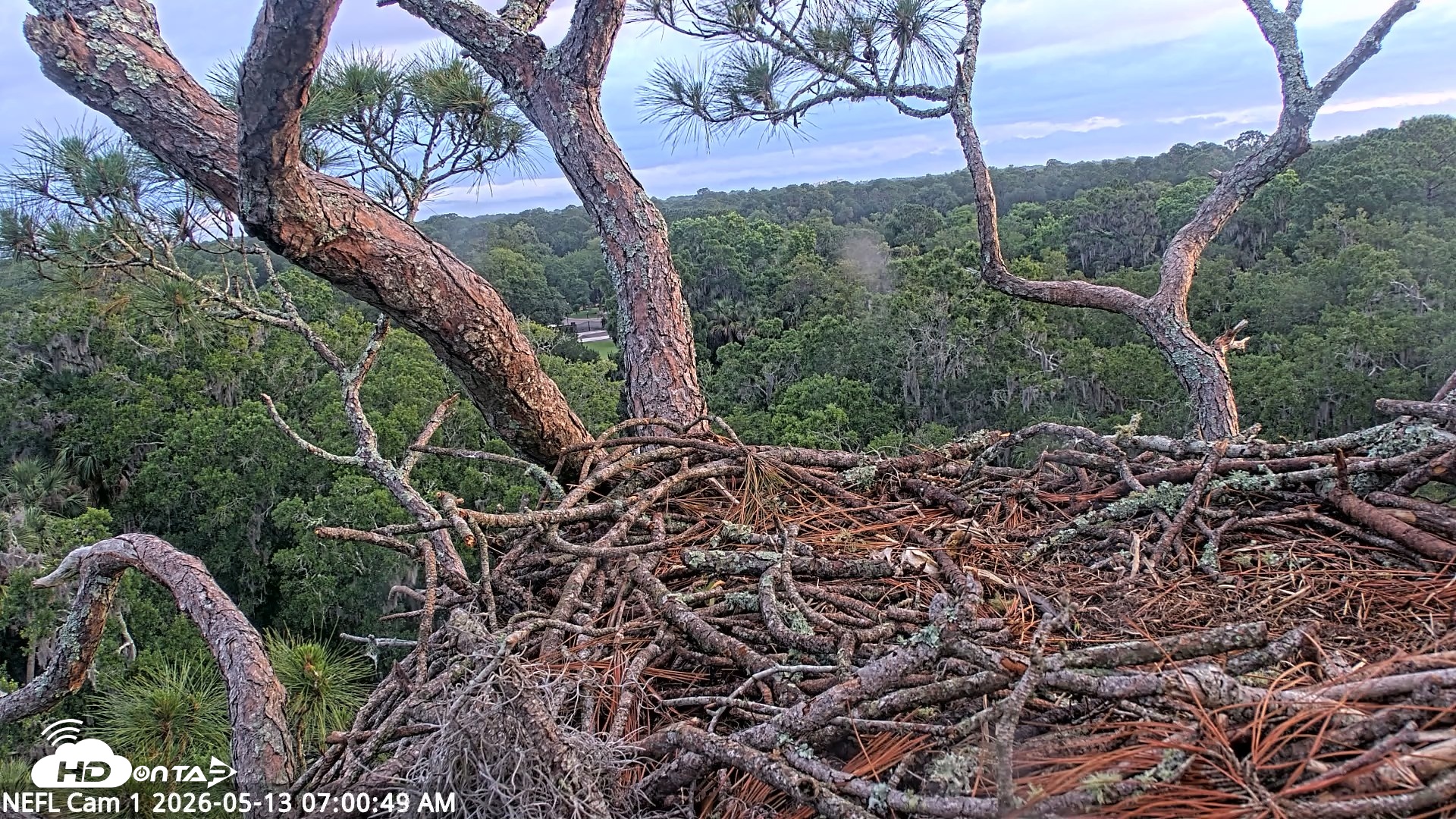 Snapshot of NE Florida Eagles Live Webcam taken May 13, 2026, 7:02am EDT