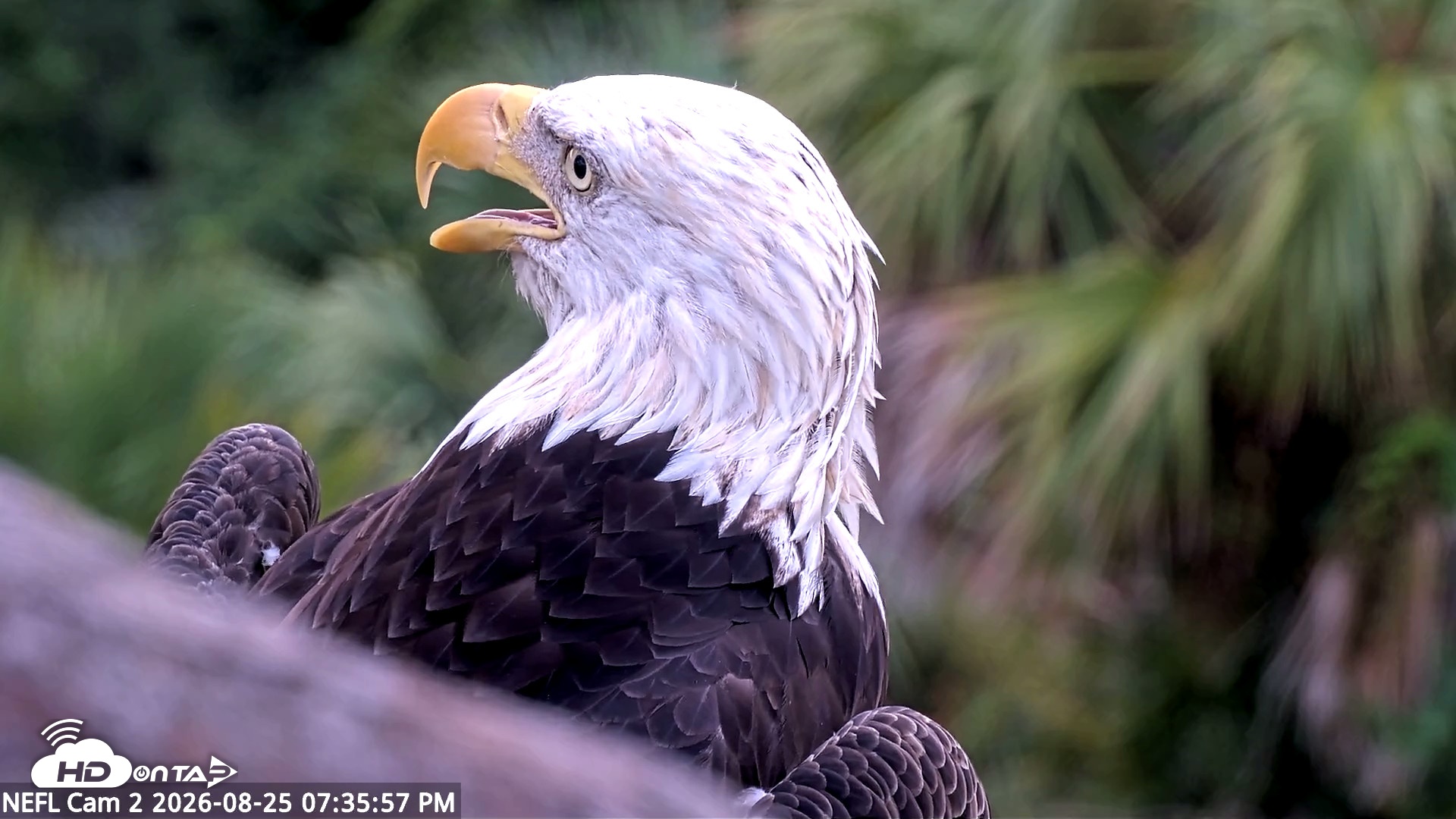 Snapshot of NE Florida Eagles Live Webcam taken Aug 25, 2026, 7:36pm EDT