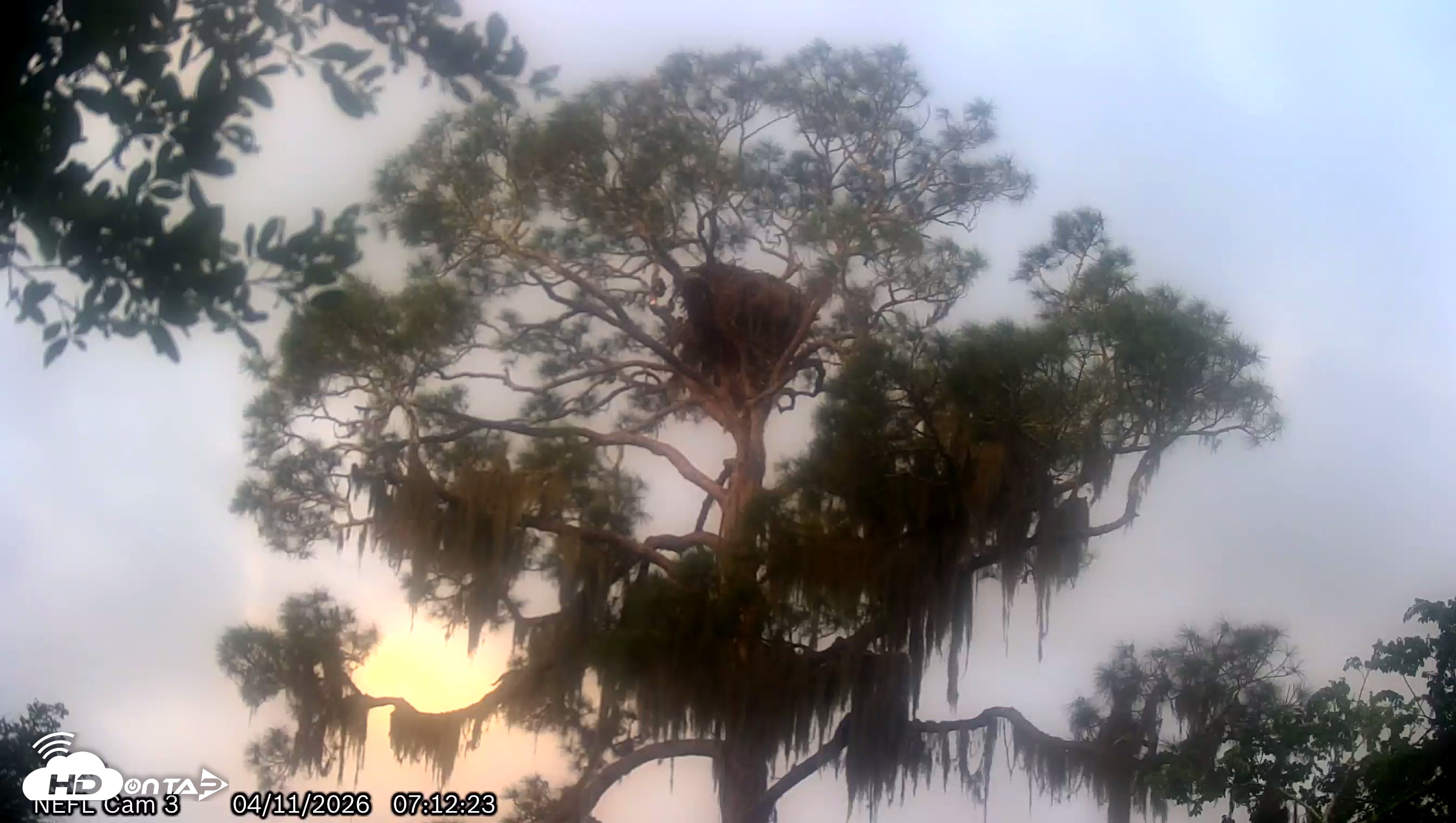 Snapshot of NE Florida Eagles Live Webcam taken Apr 11, 2026, 7:13am EDT