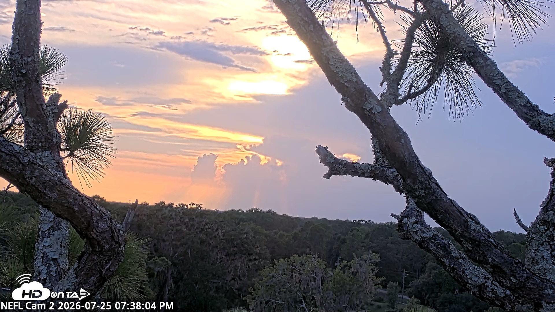 Snapshot of NE Florida Eagles Live Webcam taken Jul 25, 2026, 7:38pm EDT