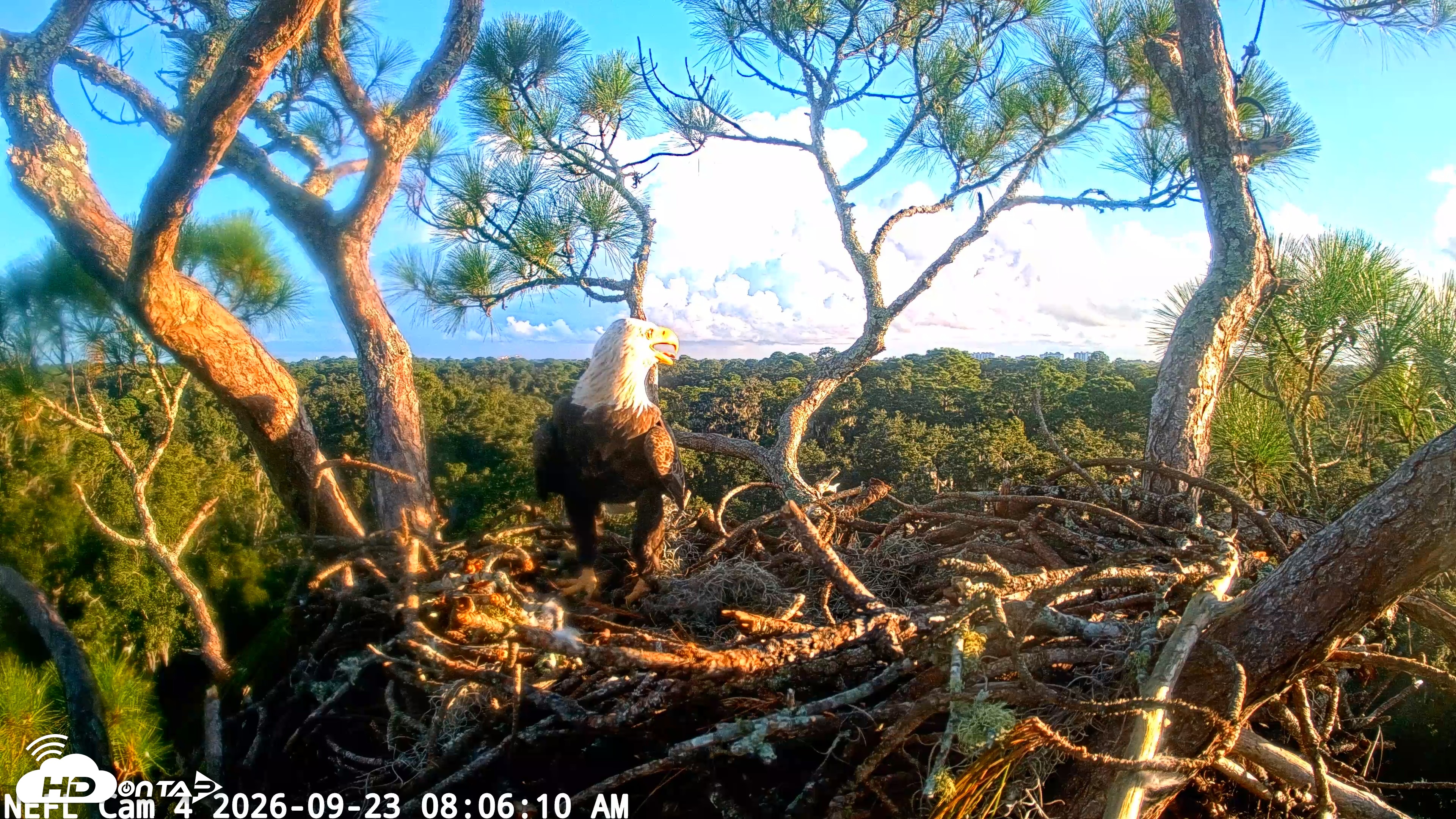 Snapshot of NE Florida Eagles Live Webcam taken Sep 23, 2026, 8:06am EDT