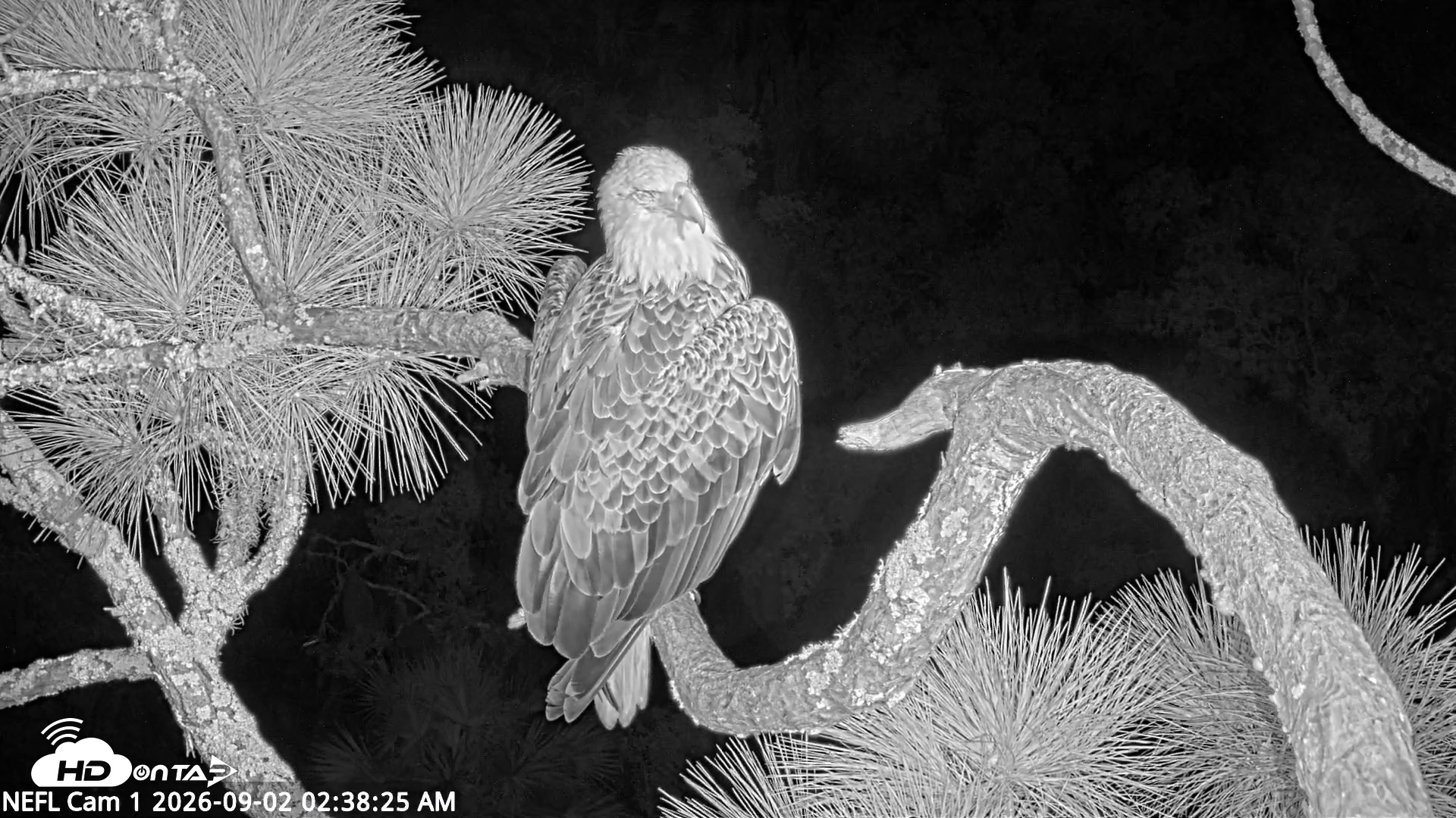 Snapshot of NE Florida Eagles Live Webcam taken Sep 2, 2026, 2:39am EDT