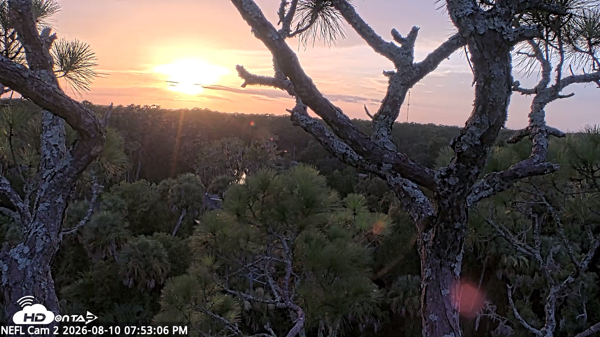 Snapshot of NE Florida Eagles Live Webcam taken Aug 10, 2026, 7:53pm EDT