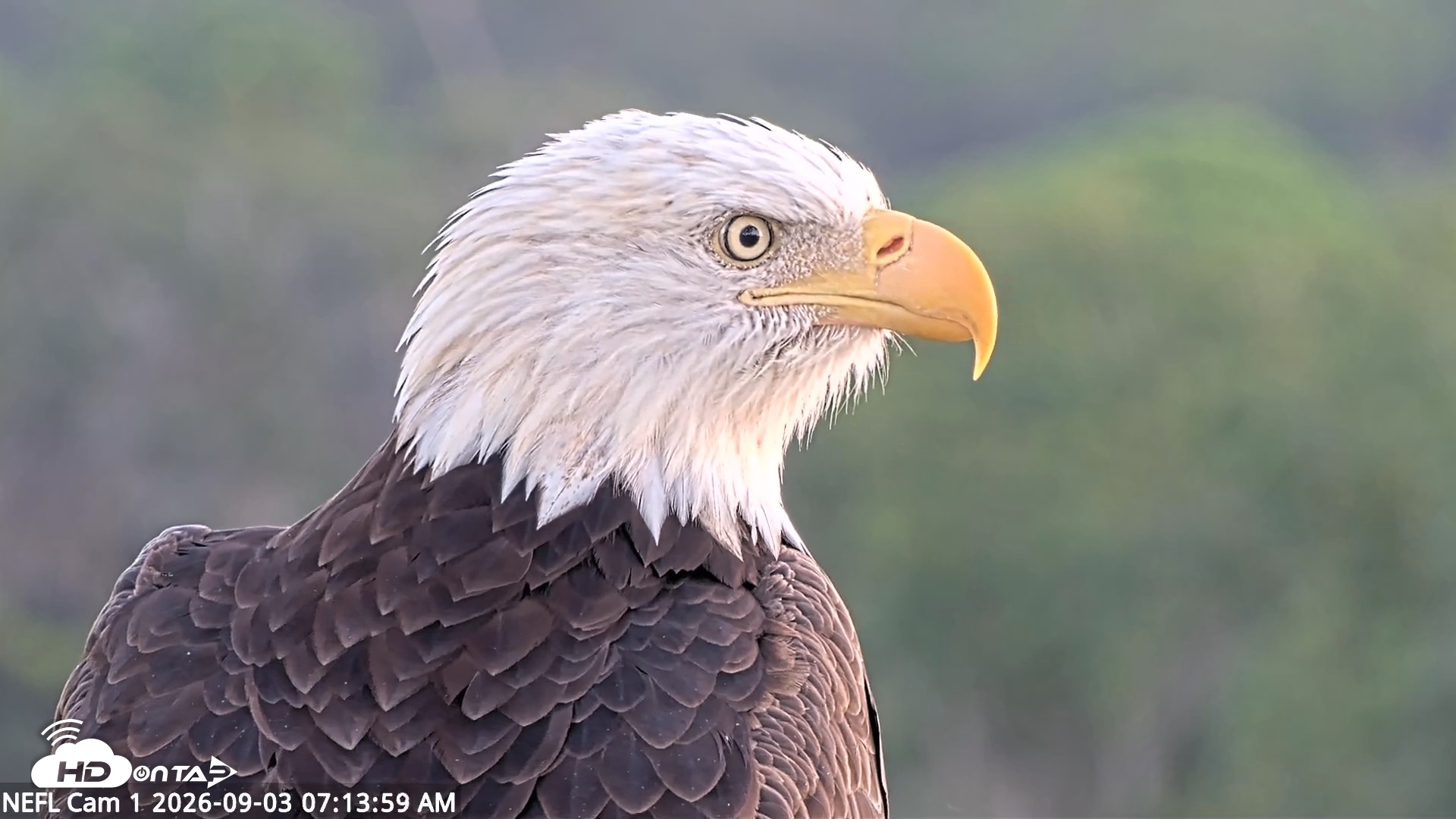 Snapshot of NE Florida Eagles Live Webcam taken Sep 3, 2026, 7:14am EDT