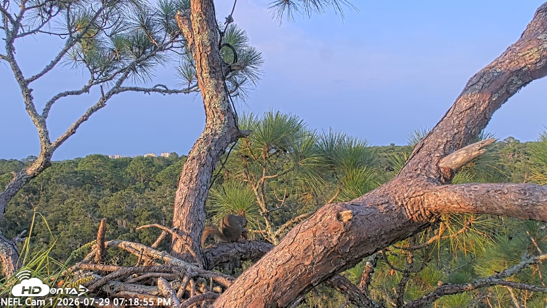 Snapshot of NE Florida Eagles Live Webcam taken Jul 29, 2026, 7:19pm EDT