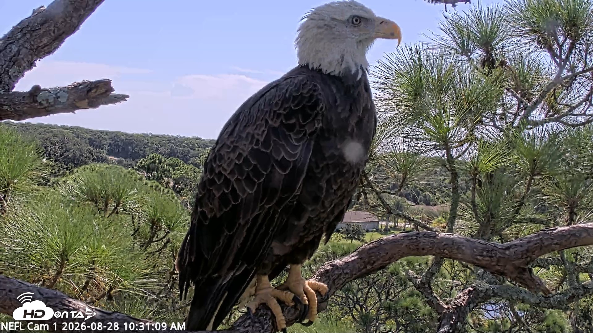 Snapshot of NE Florida Eagles Live Webcam taken Aug 28, 2026, 10:32am EDT