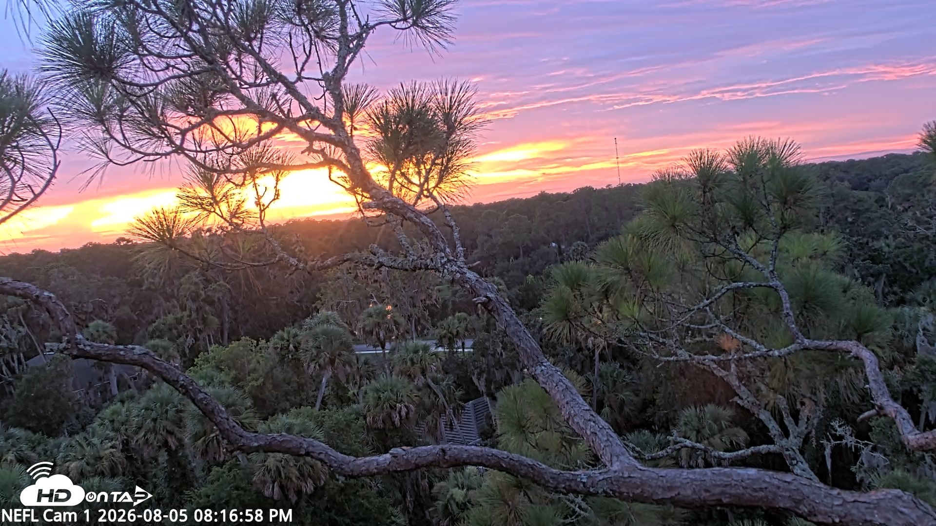 Snapshot of NE Florida Eagles Live Webcam taken Aug 5, 2026, 8:17pm EDT