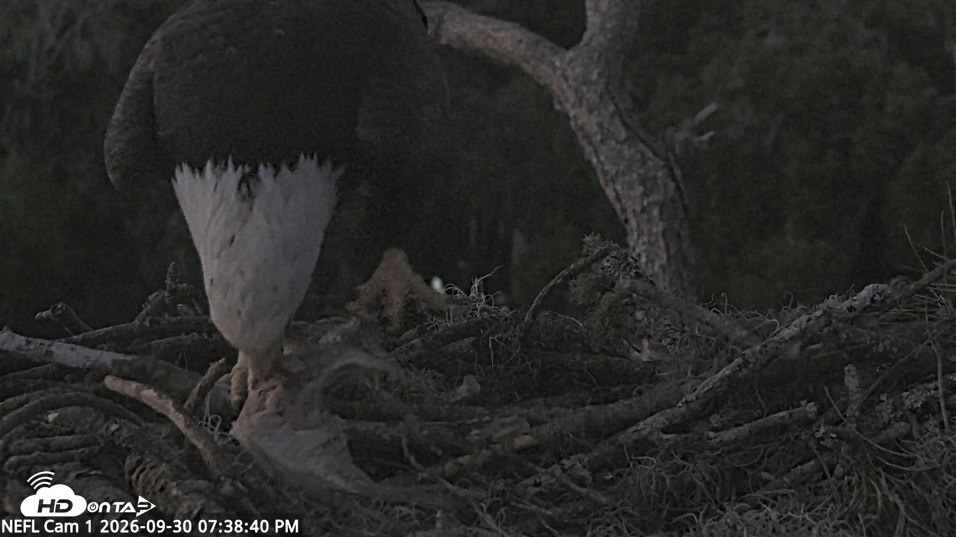 Snapshot of NE Florida Eagles Live Webcam taken Sep 30, 2026, 7:39pm EDT