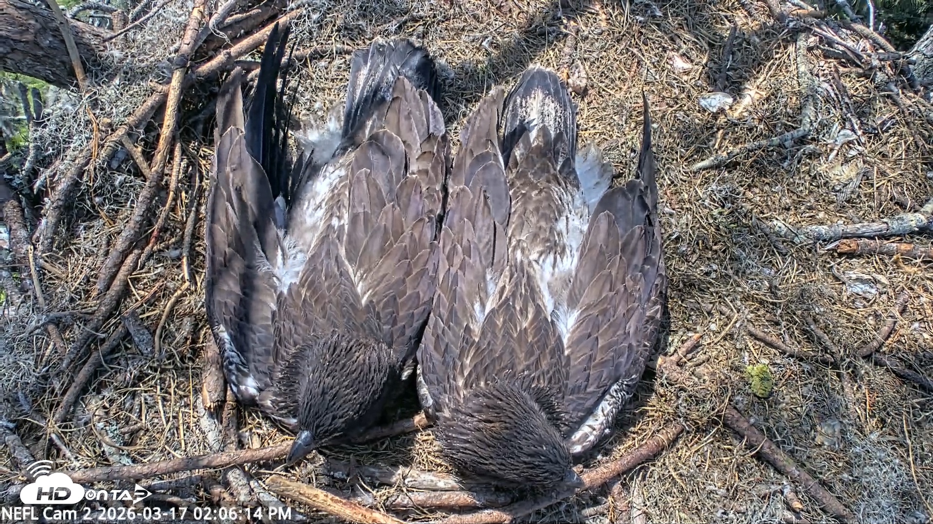 Snapshot of NE Florida Eagles Live Webcam taken Mar 17, 2026, 2:06pm EDT