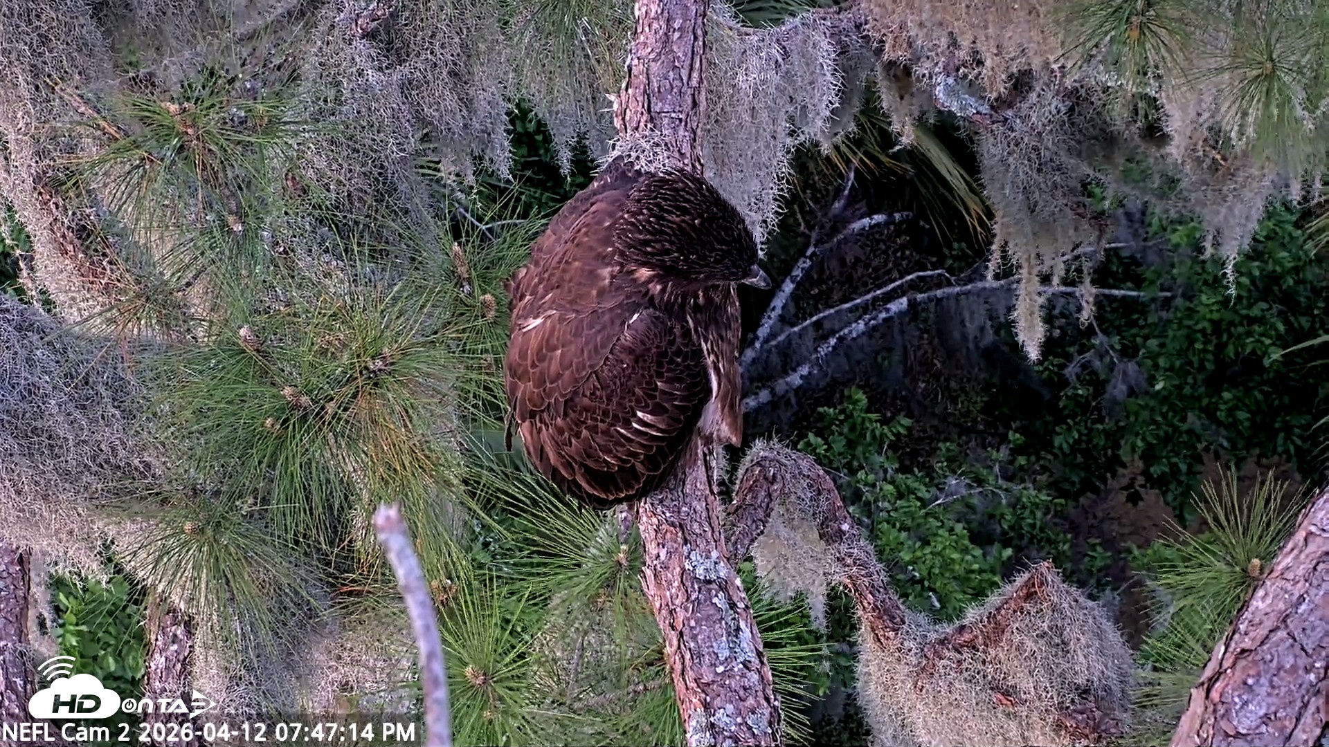 Snapshot of NE Florida Eagles Live Webcam taken Apr 12, 2026, 7:47pm EDT
