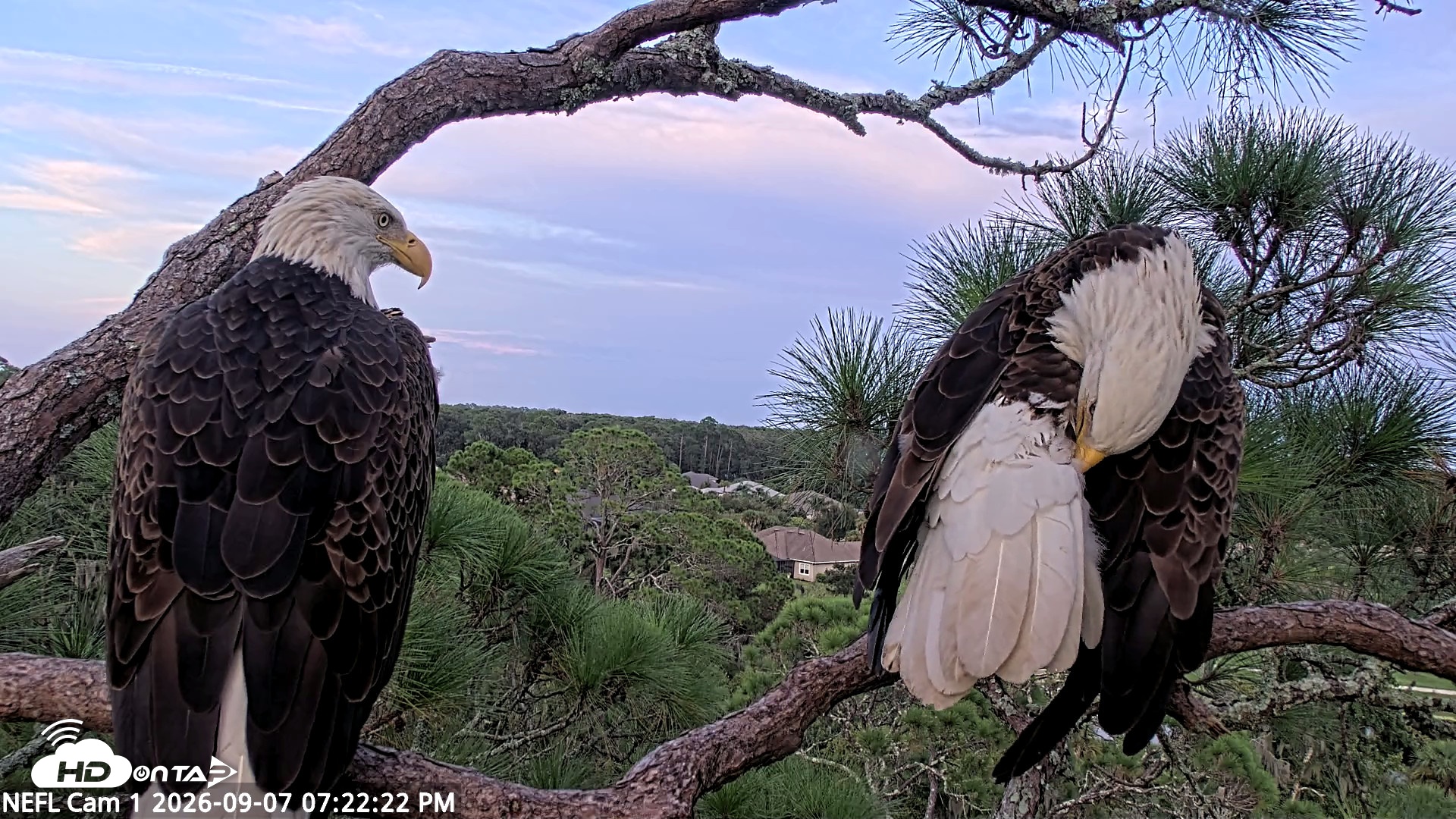 Snapshot of NE Florida Eagles Live Webcam taken Sep 7, 2026, 7:23pm EDT