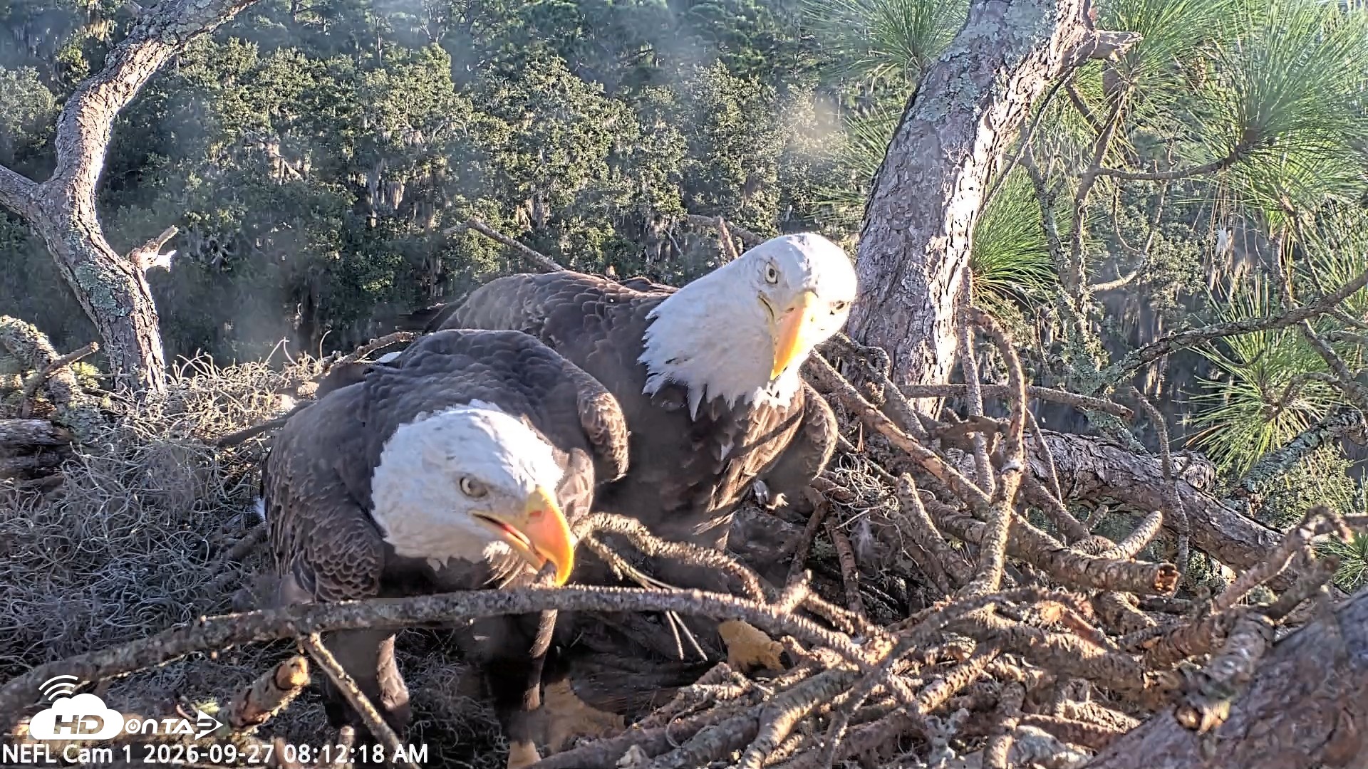 Snapshot of NE Florida Eagles Live Webcam taken Sep 27, 2026, 8:13am EDT