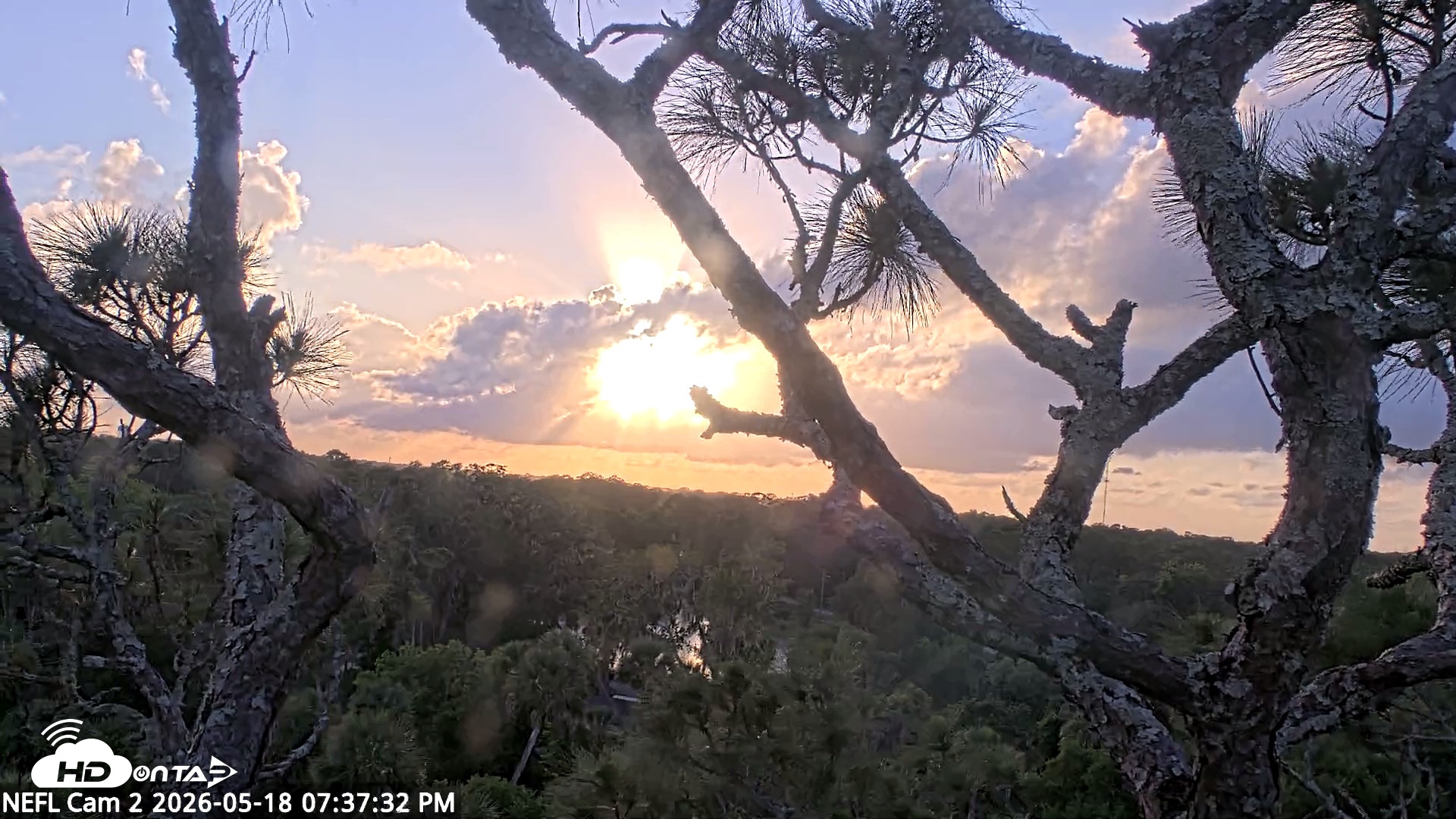 Snapshot of NE Florida Eagles Live Webcam taken May 18, 2026, 7:38pm EDT