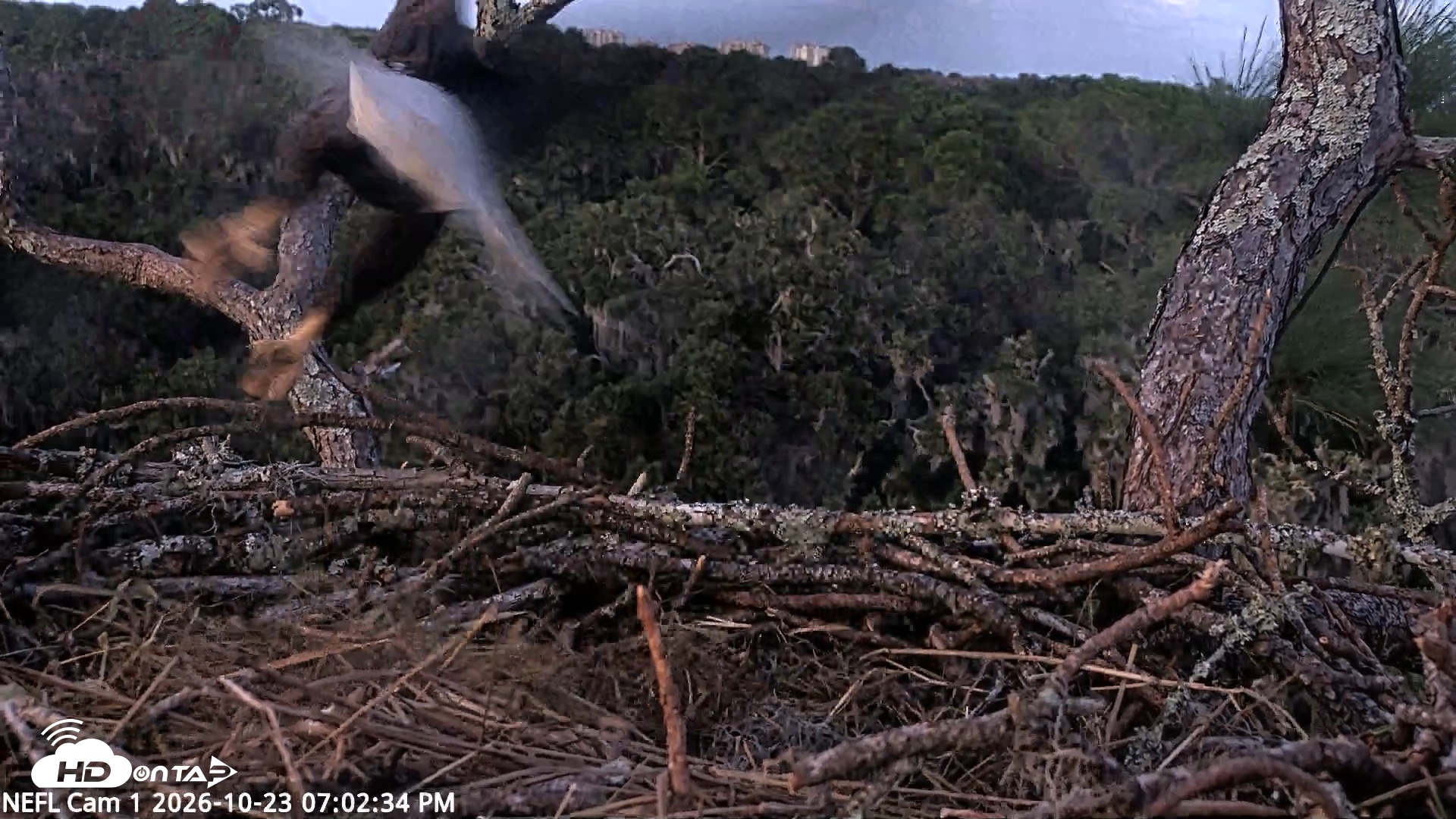Snapshot of NE Florida Eagles Live Webcam taken Oct 23, 2026, 7:03pm EDT