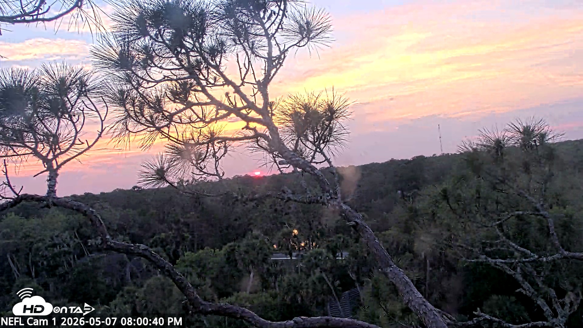 Snapshot of NE Florida Eagles Live Webcam taken May 7, 2026, 8:01pm EDT