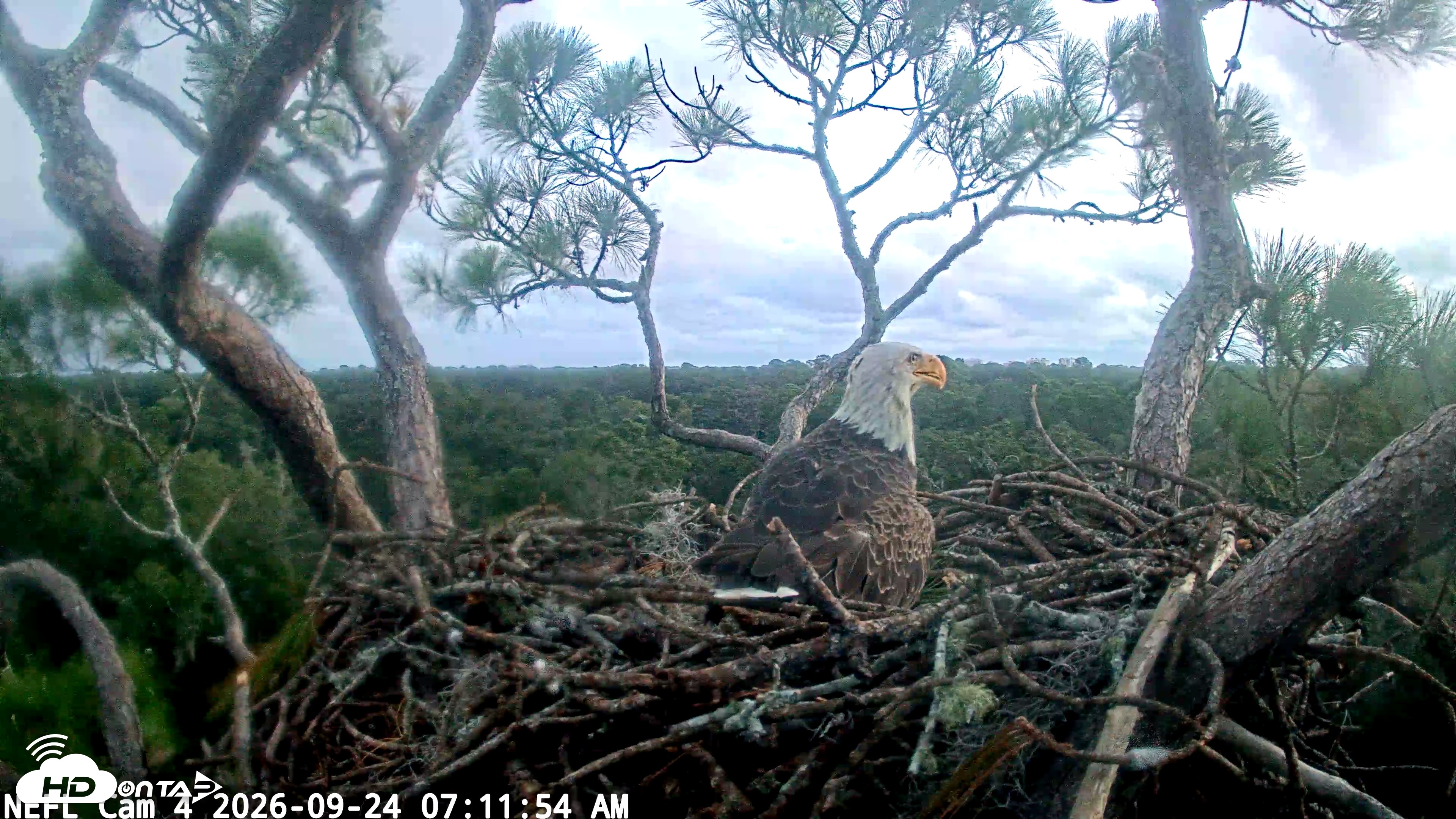 Snapshot of NE Florida Eagles Live Webcam taken Sep 24, 2026, 7:13am EDT