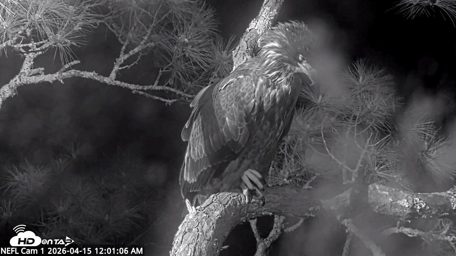 Snapshot of NE Florida Eagles Live Webcam taken Apr 15, 2026, 12:02am EDT