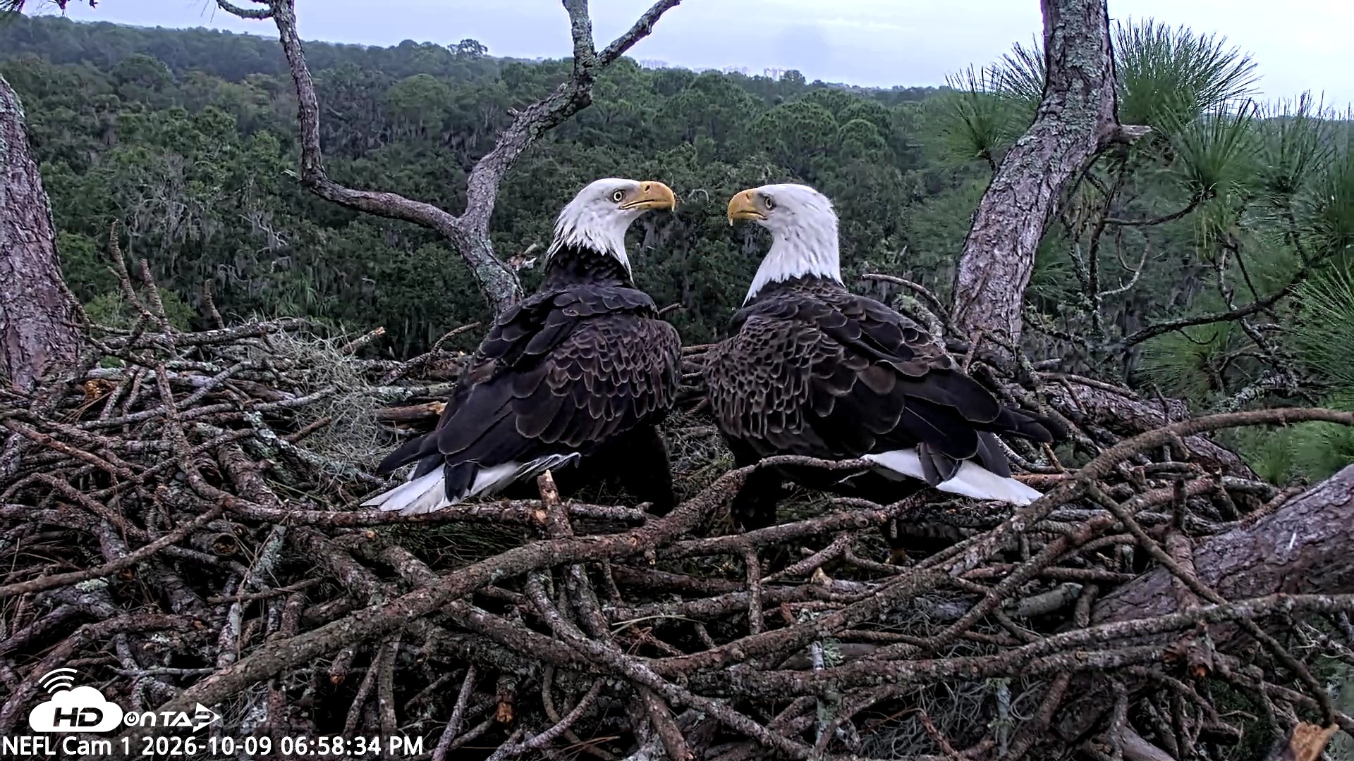 Snapshot of NE Florida Eagles Live Webcam taken Oct 9, 2026, 6:59pm EDT