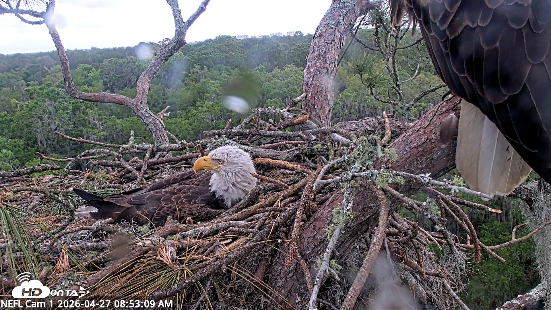 Snapshot of NE Florida Eagles Live Webcam taken Apr 27, 2026, 8:54am EDT