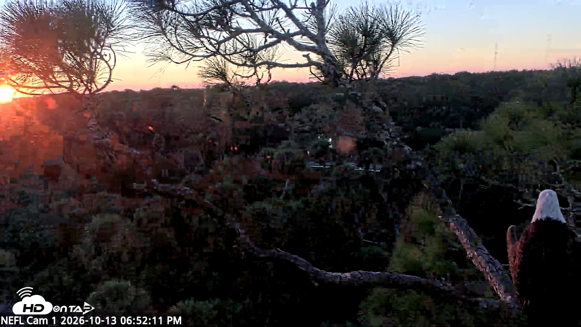 Snapshot of NE Florida Eagles Live Webcam taken Oct 13, 2026, 6:53pm EDT