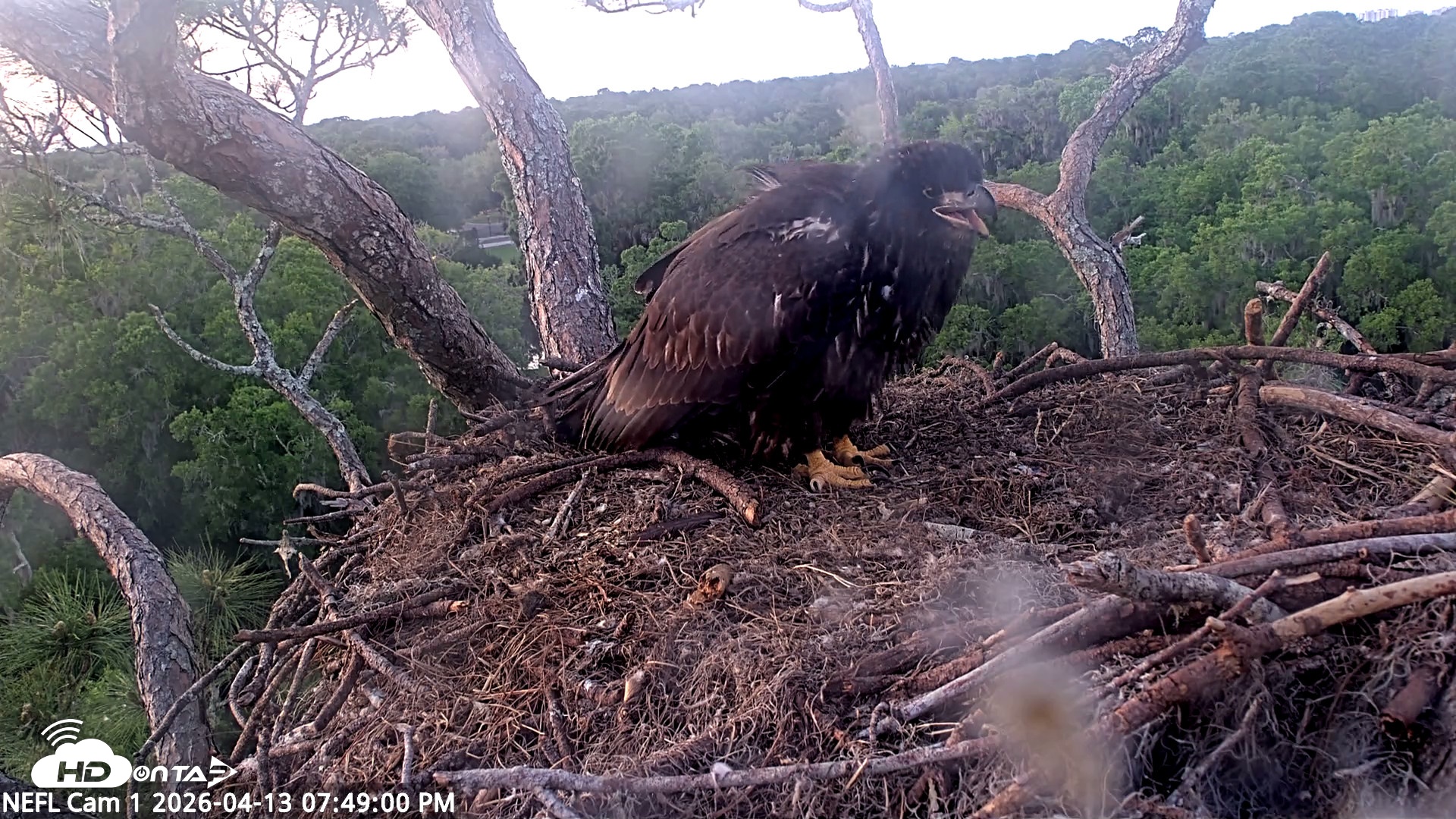 Snapshot of NE Florida Eagles Live Webcam taken Apr 13, 2026, 7:49pm EDT
