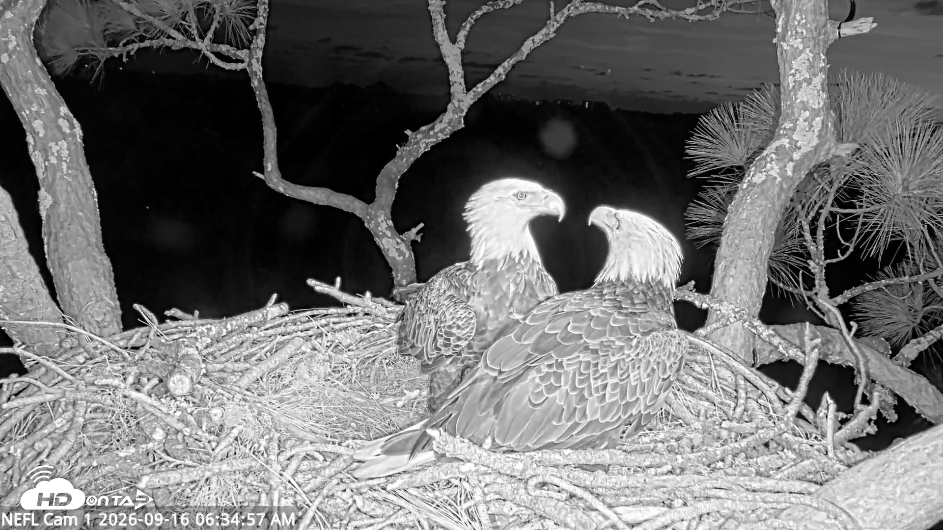 Snapshot of NE Florida Eagles Live Webcam taken Sep 16, 2026, 6:35am EDT