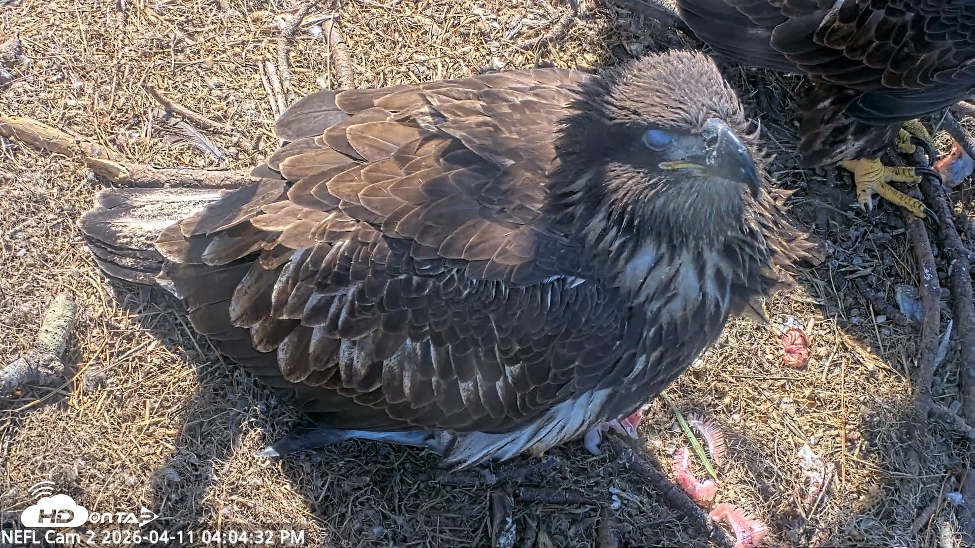 Snapshot of NE Florida Eagles Live Webcam taken Apr 11, 2026, 4:05pm EDT