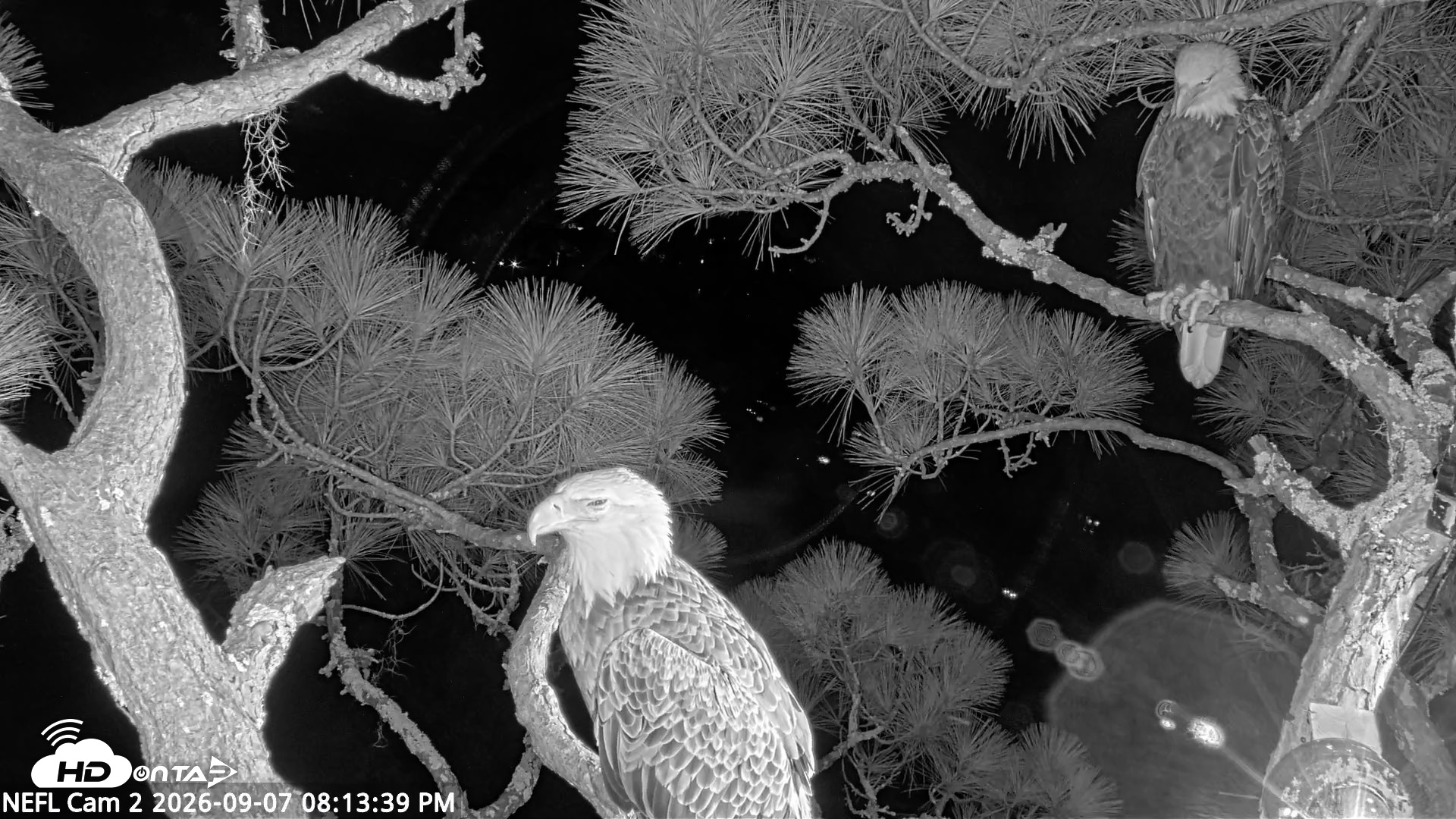 Snapshot of NE Florida Eagles Live Webcam taken Sep 7, 2026, 8:14pm EDT