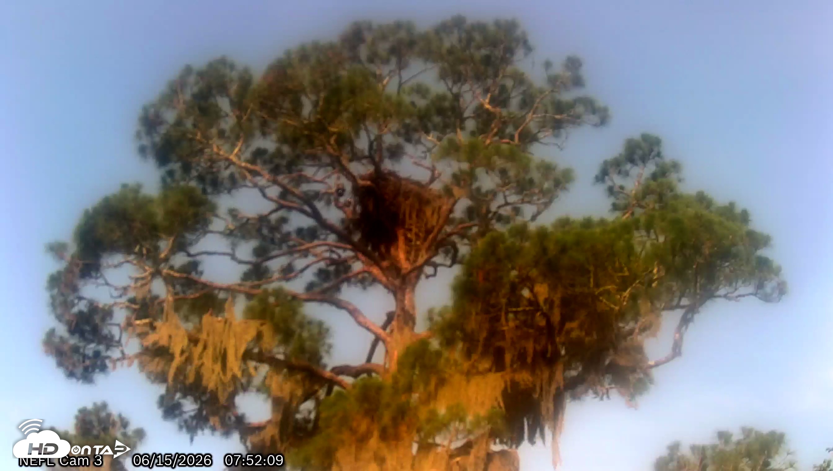 Snapshot of NE Florida Eagles Live Webcam taken Jun 15, 2026, 7:53am EDT