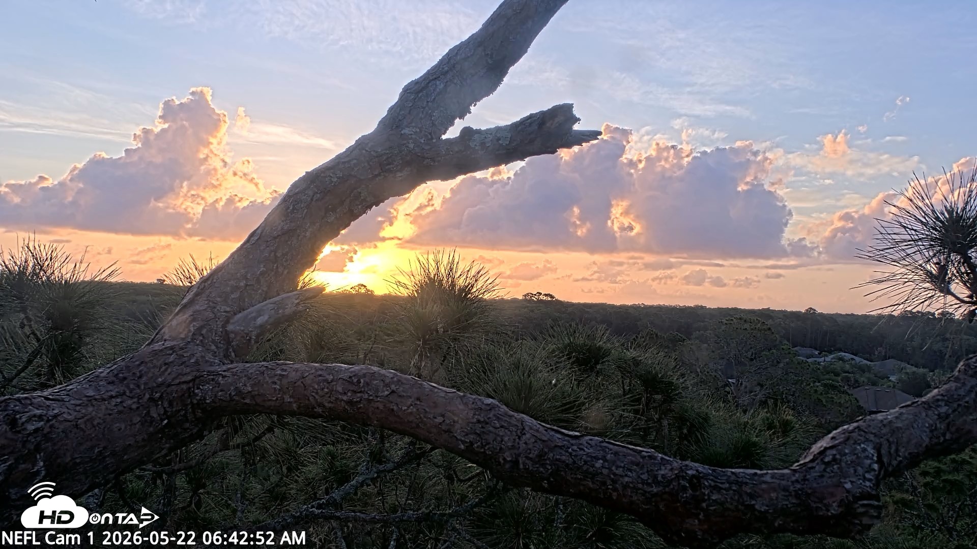 Snapshot of NE Florida Eagles Live Webcam taken May 22, 2026, 6:44am EDT