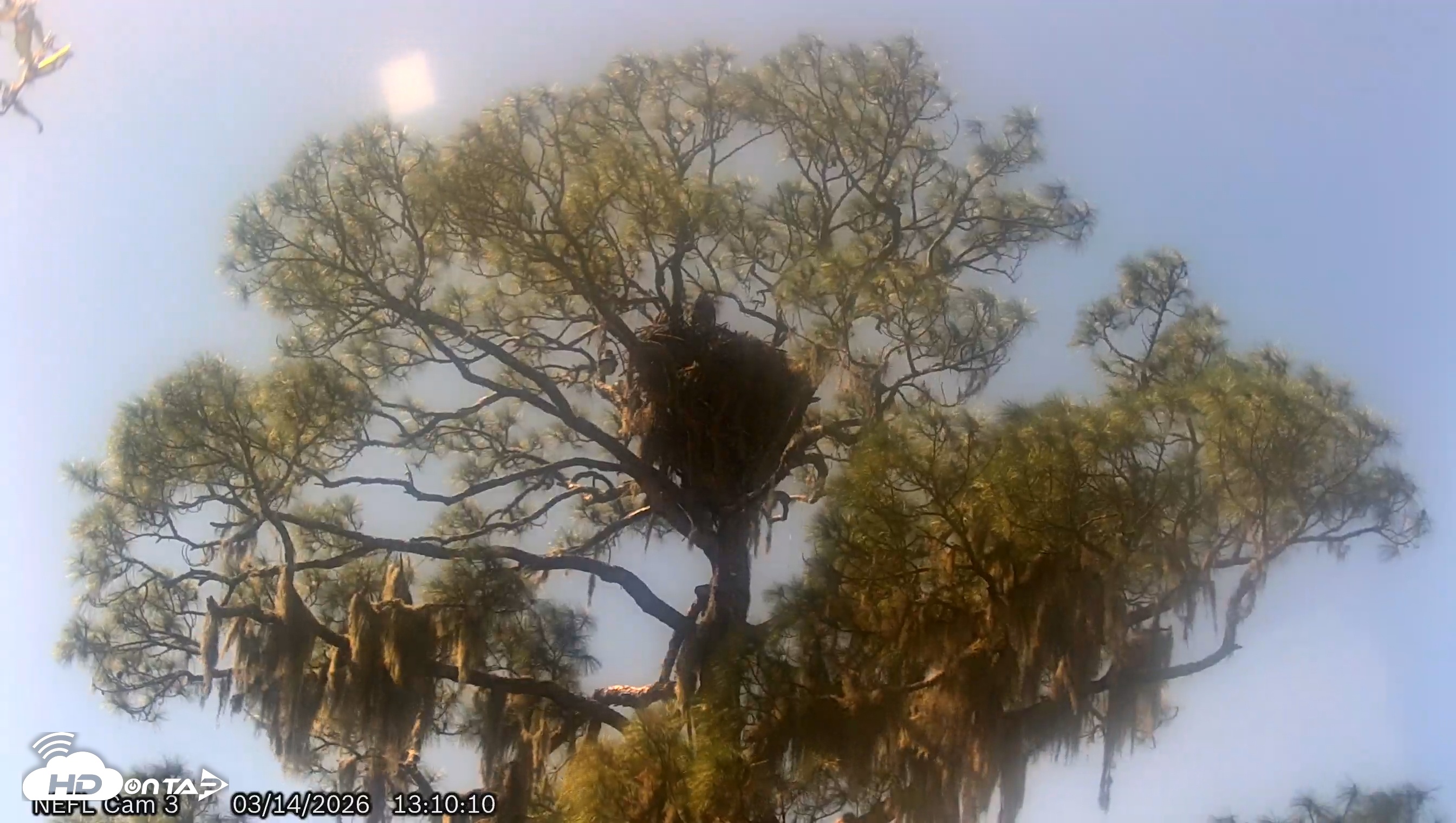 Snapshot of NE Florida Eagles Live Webcam taken Mar 14, 2026, 1:11pm EDT