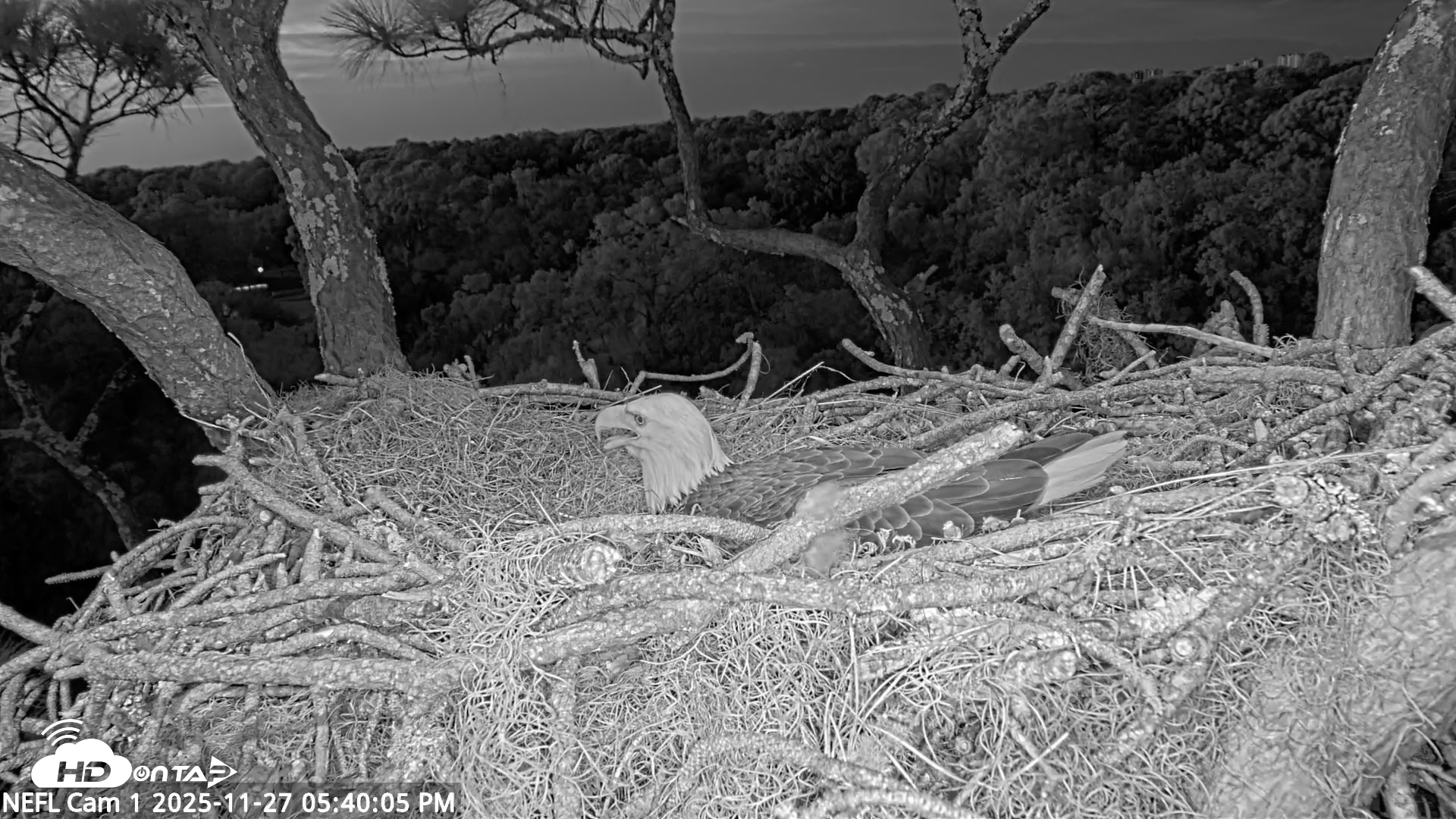 Snapshot of NE Florida Eagles Live Webcam taken Nov 27, 2025, 5:41pm EST