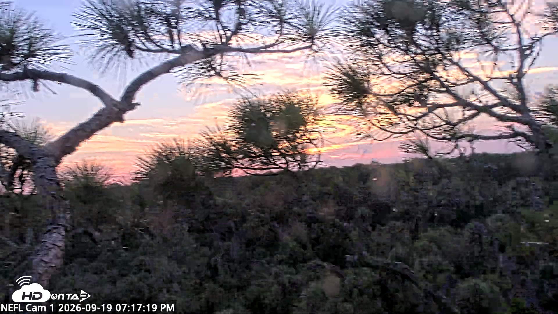 Snapshot of NE Florida Eagles Live Webcam taken Sep 19, 2026, 7:18pm EDT