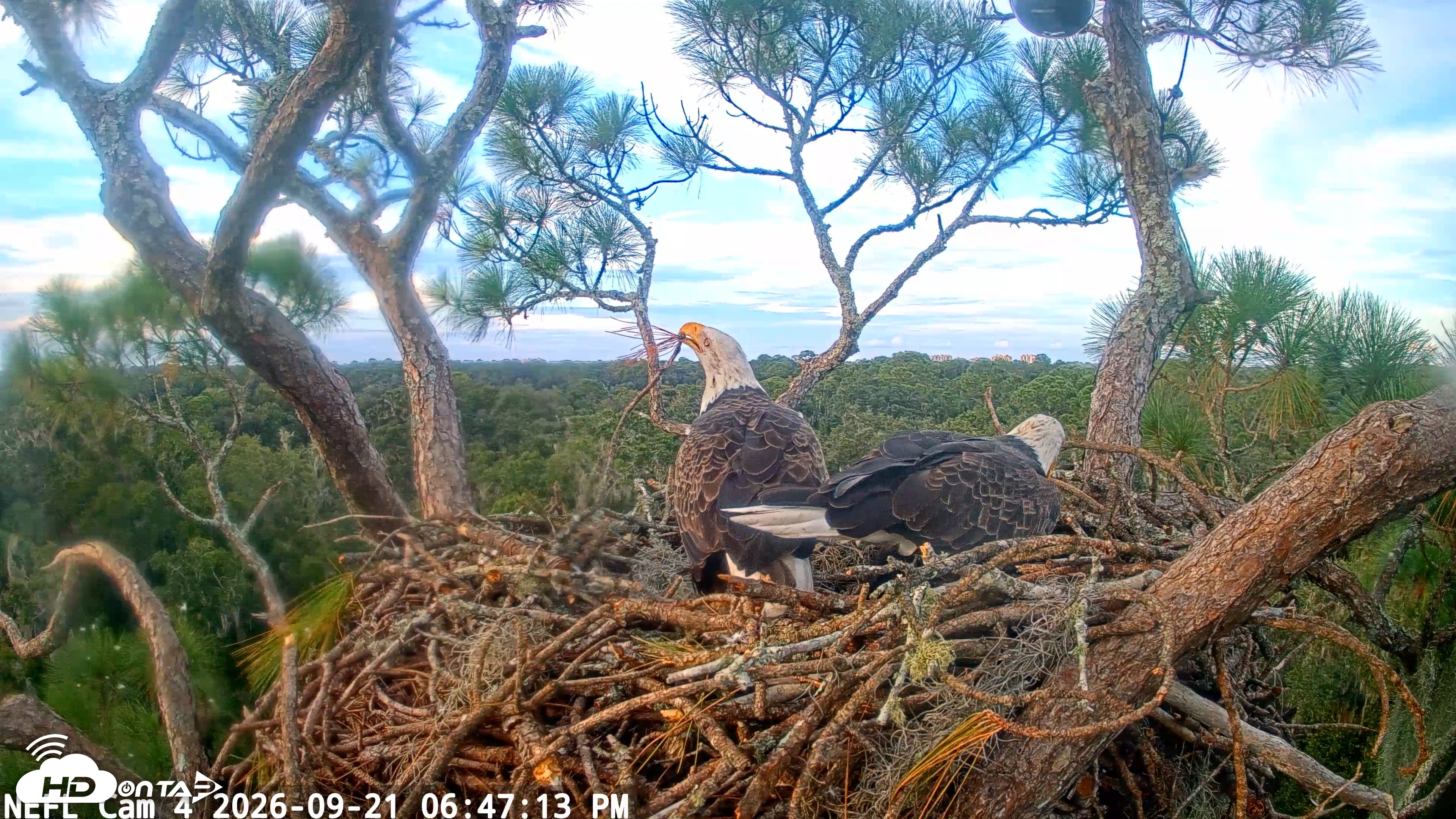 Snapshot of NE Florida Eagles Live Webcam taken Sep 21, 2026, 6:48pm EDT