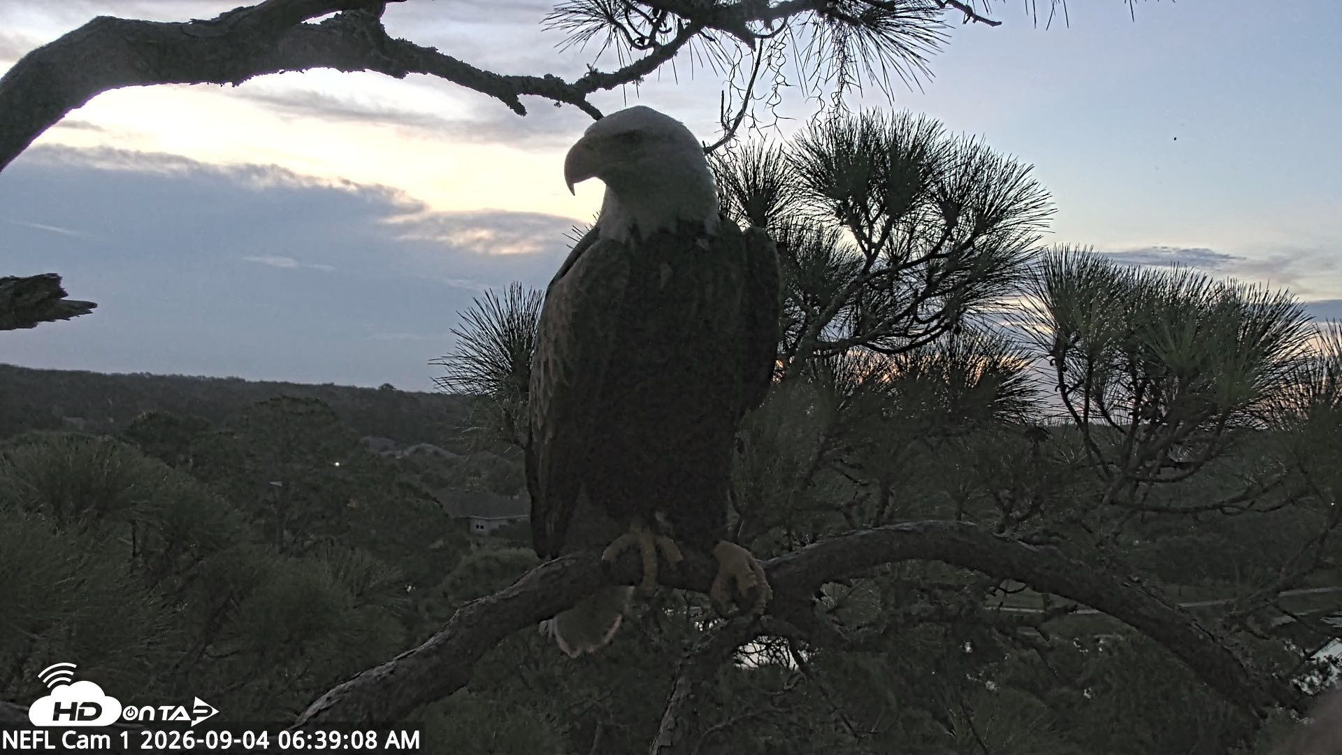 Snapshot of NE Florida Eagles Live Webcam taken Sep 4, 2026, 6:39am EDT