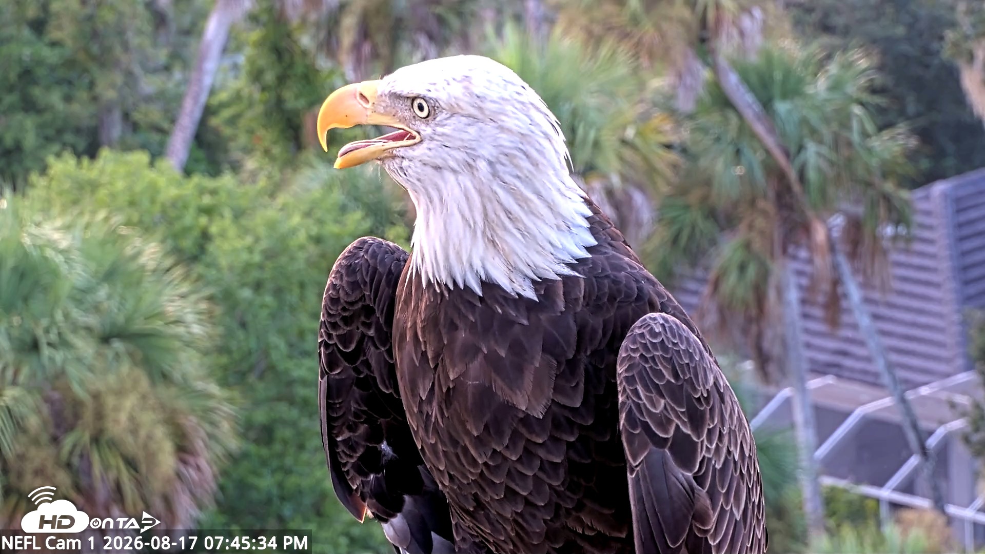 Snapshot of NE Florida Eagles Live Webcam taken Aug 17, 2026, 7:46pm EDT