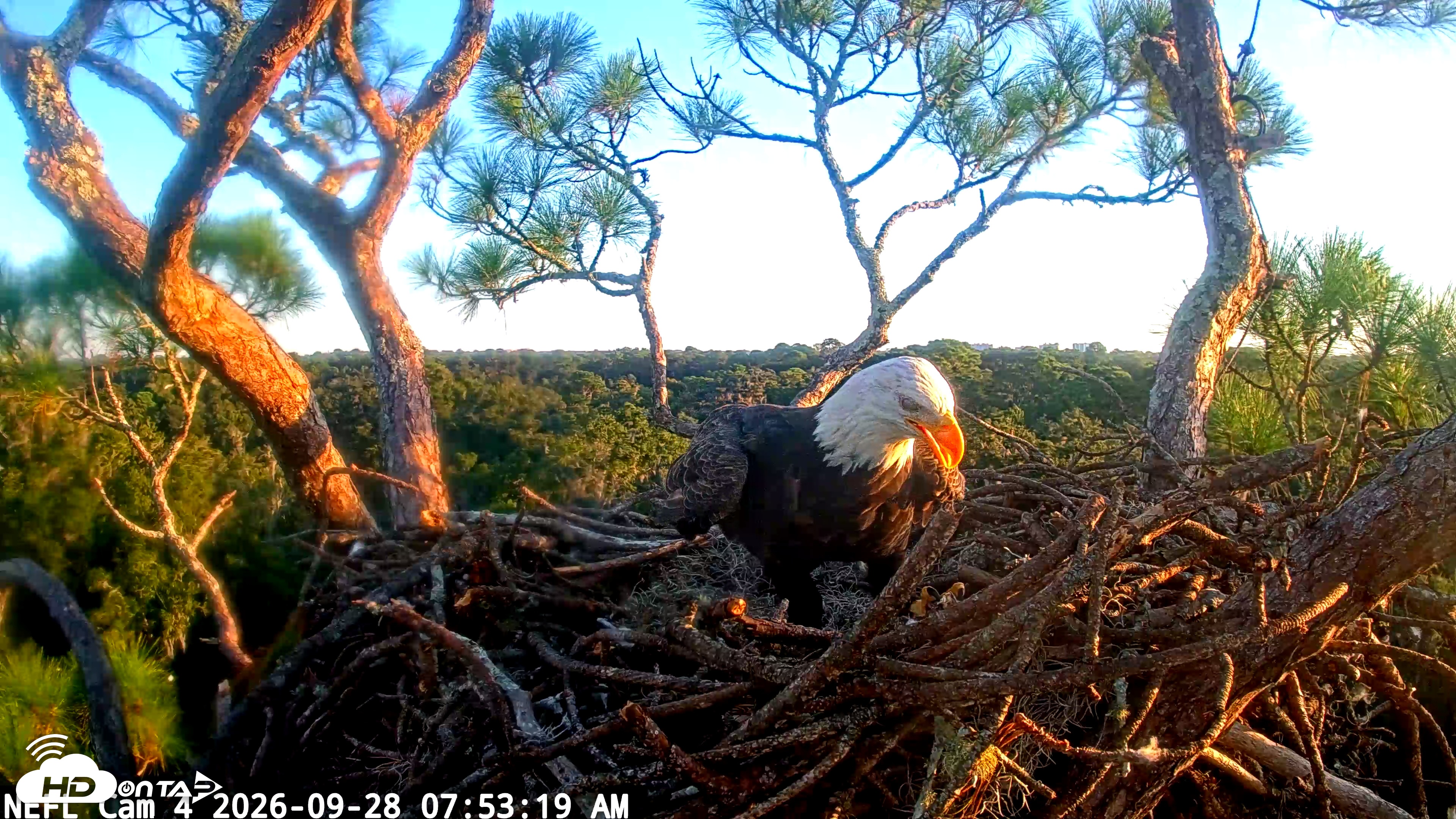 Snapshot of NE Florida Eagles Live Webcam taken Sep 28, 2026, 7:54am EDT