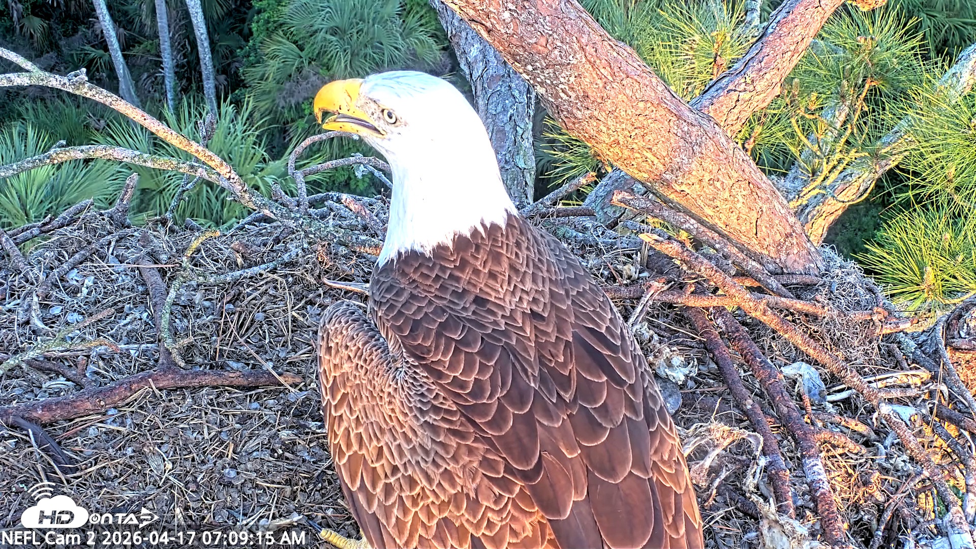 Snapshot of NE Florida Eagles Live Webcam taken Apr 17, 2026, 7:10am EDT