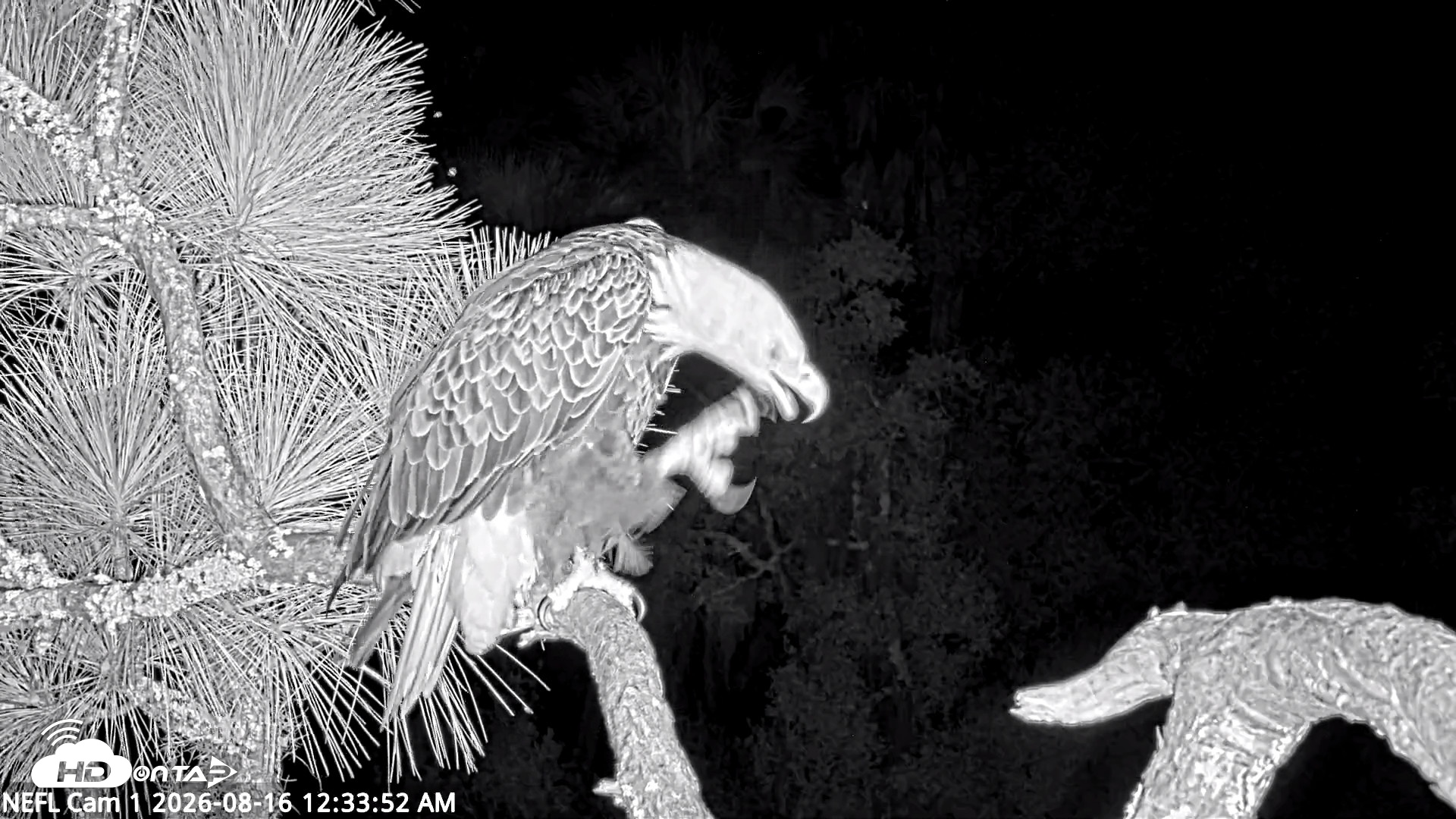 Snapshot of NE Florida Eagles Live Webcam taken Aug 16, 2026, 12:34am EDT