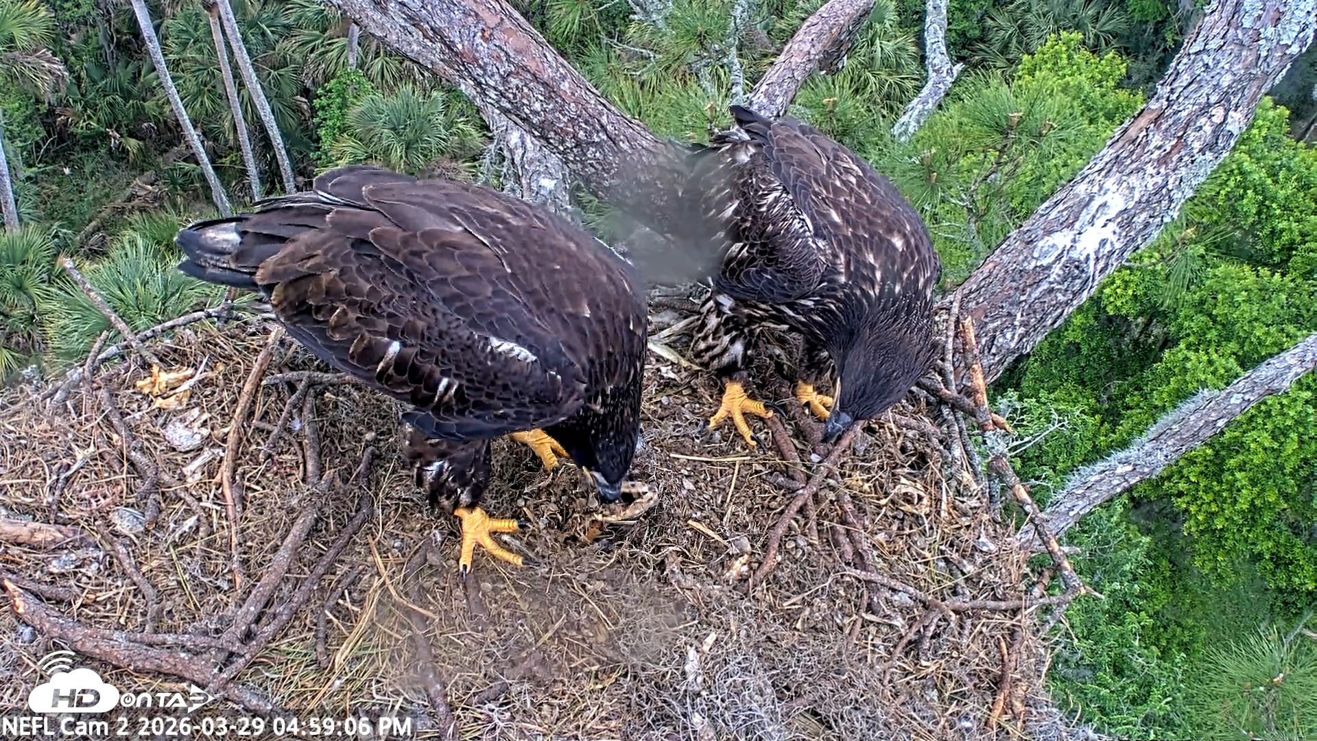 Snapshot of NE Florida Eagles Live Webcam taken Mar 29, 2026, 4:59pm EDT