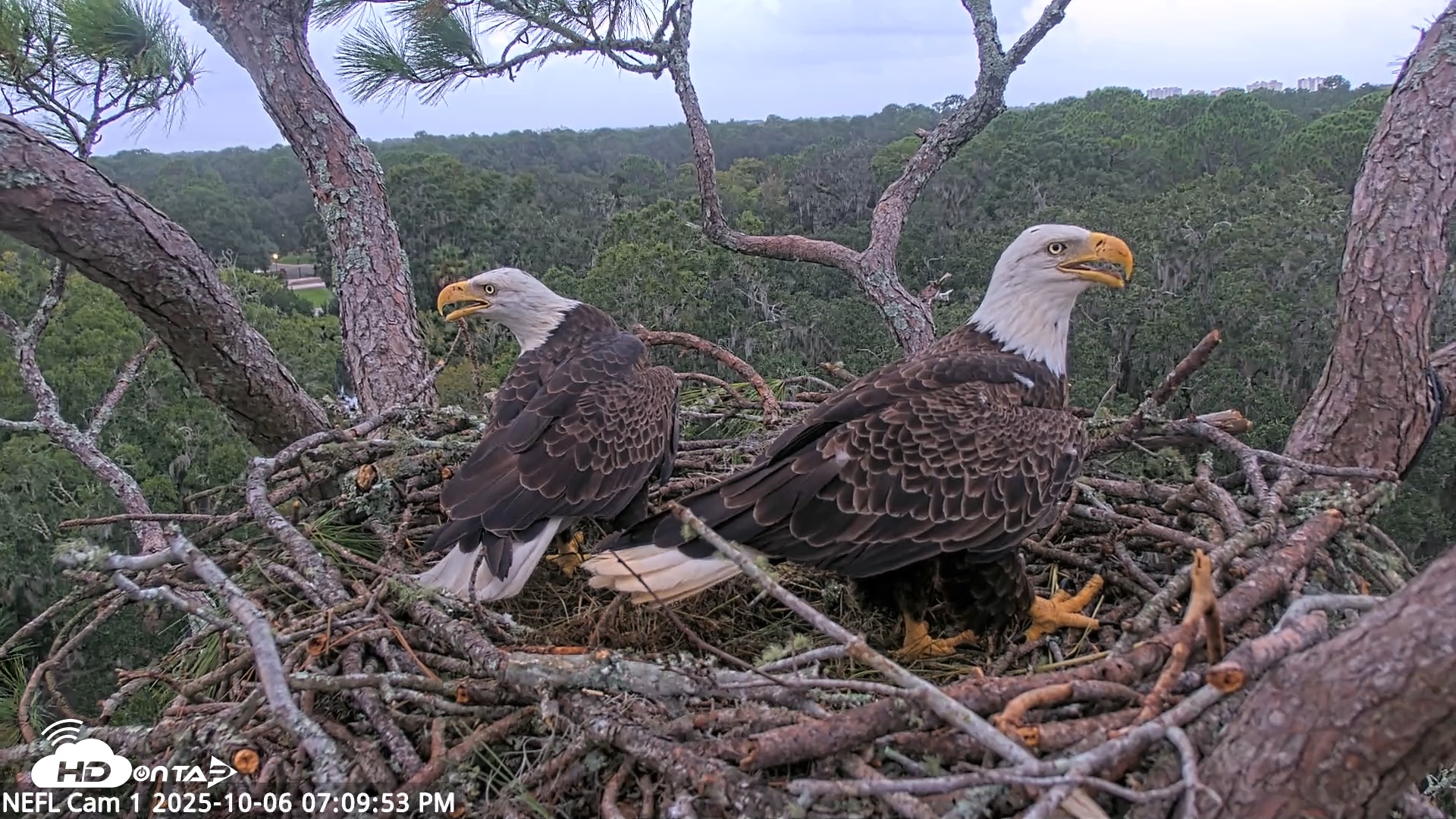 Snapshot of NE Florida Eagles Live Webcam taken Oct 6, 2025, 7:10pm EDT